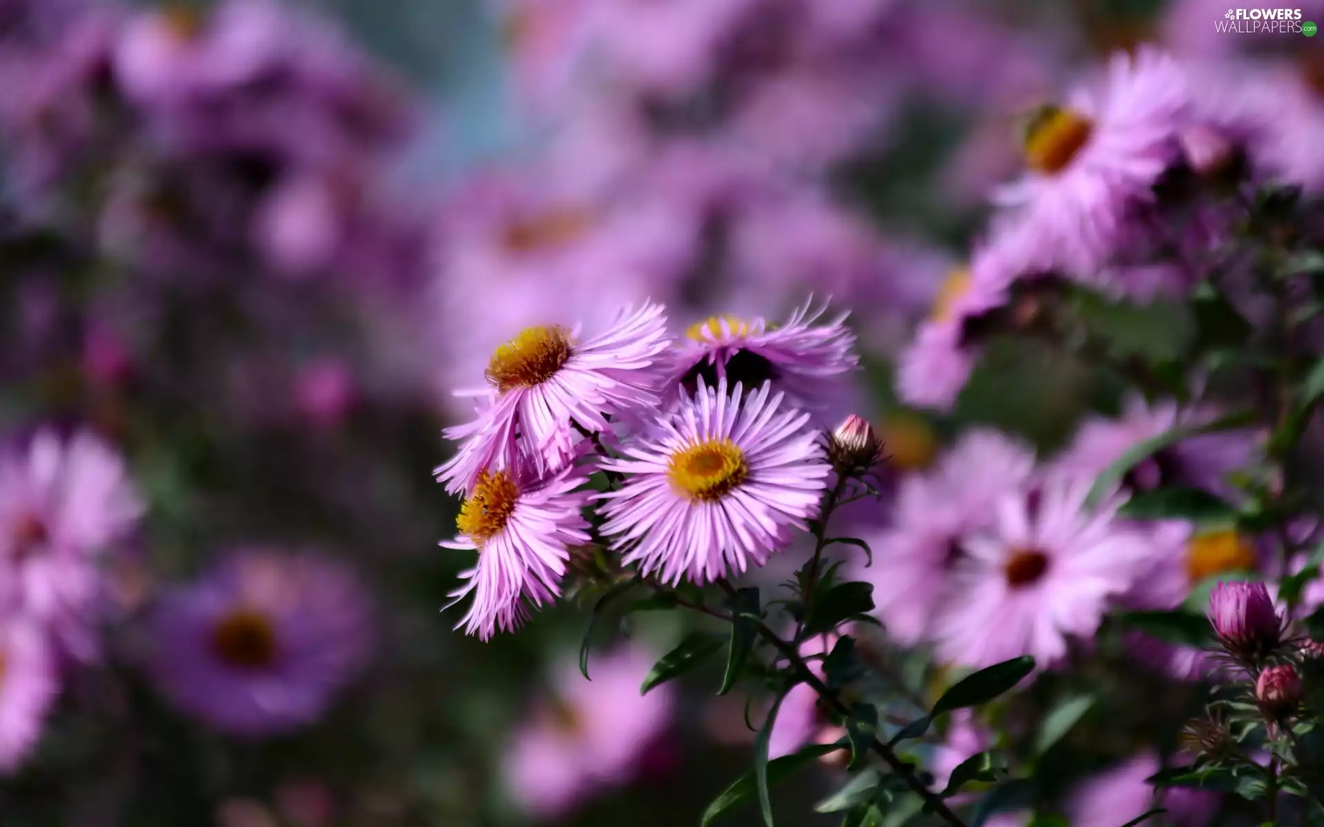 Astra, purple, Flowers