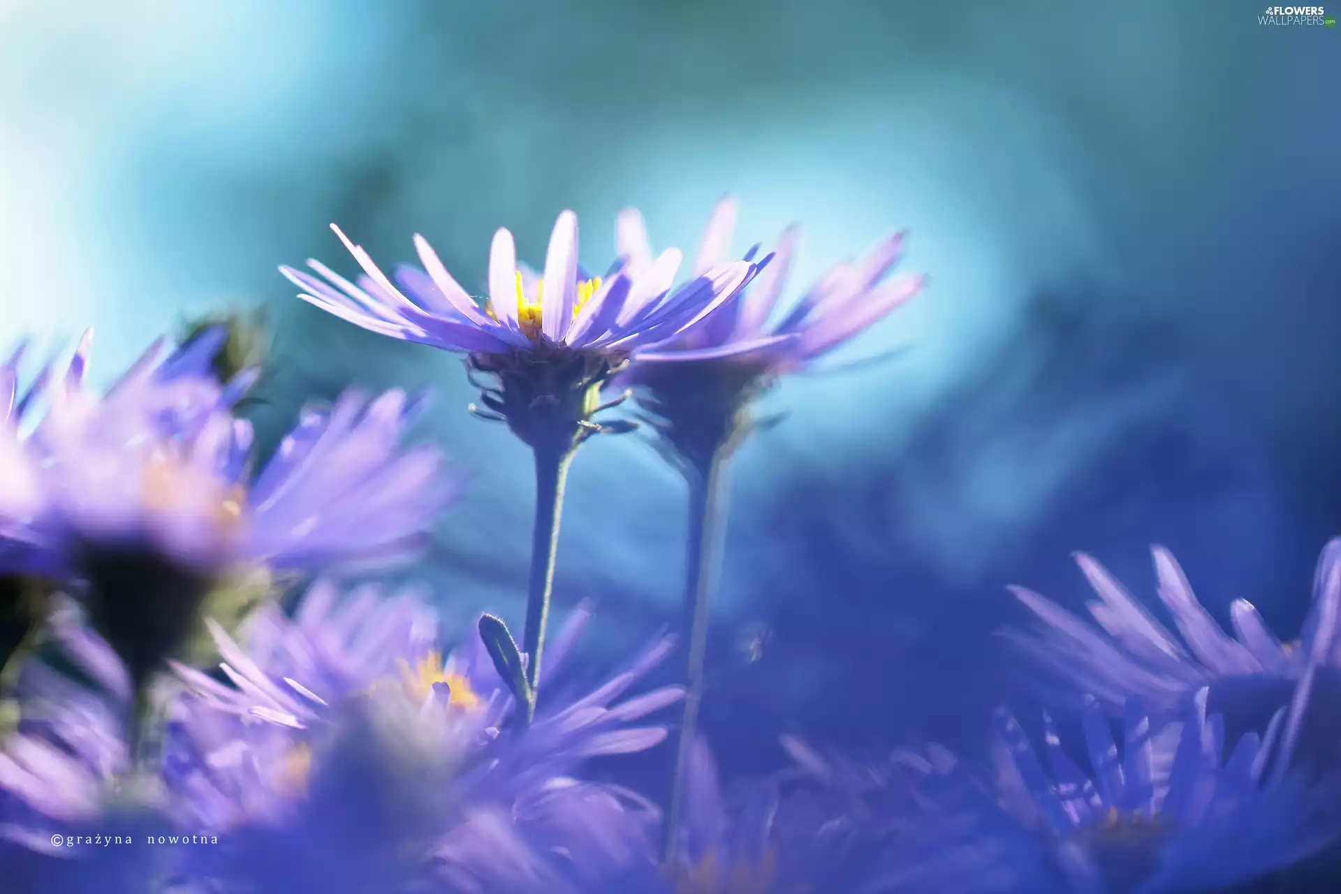 Astra, purple, Flowers