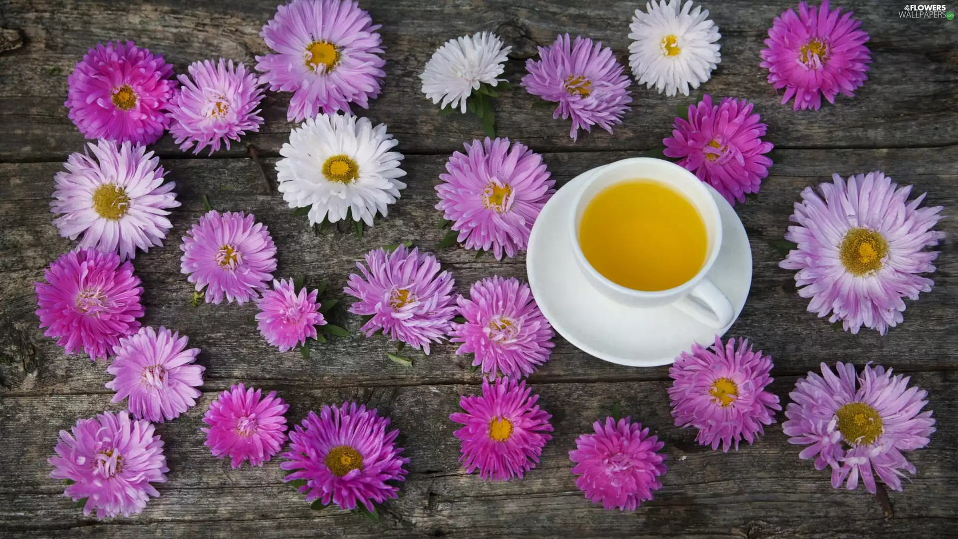 Flowers, cup, tea, Astra