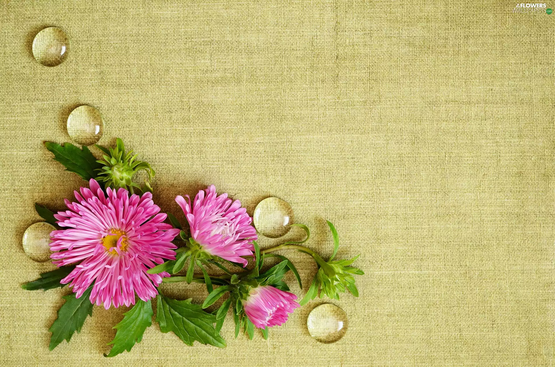 Flowers, drops, textile, Astra