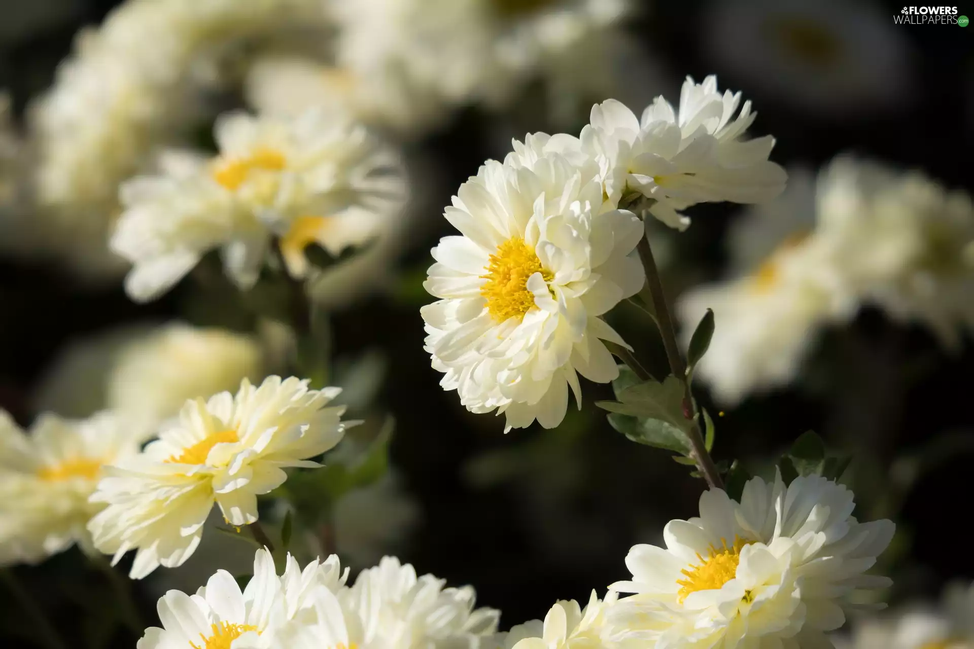 Astra, White, Flowers