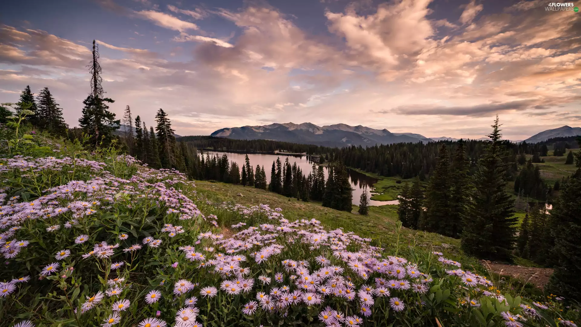 trees, Flowers, lake, Astra, purple, viewes, Mountains