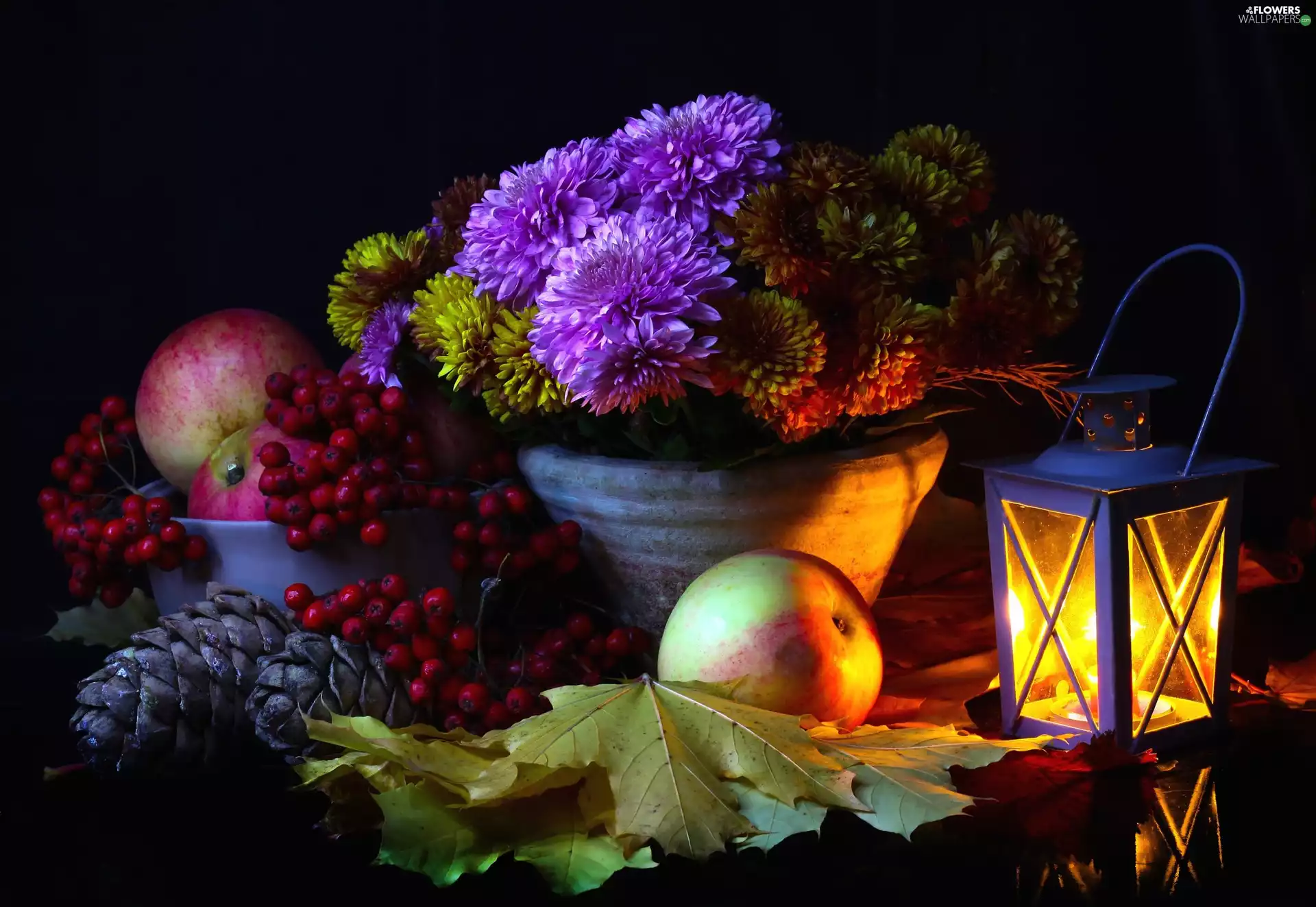 apples, lantern, Leaf, Astra, composition, Plant, cones