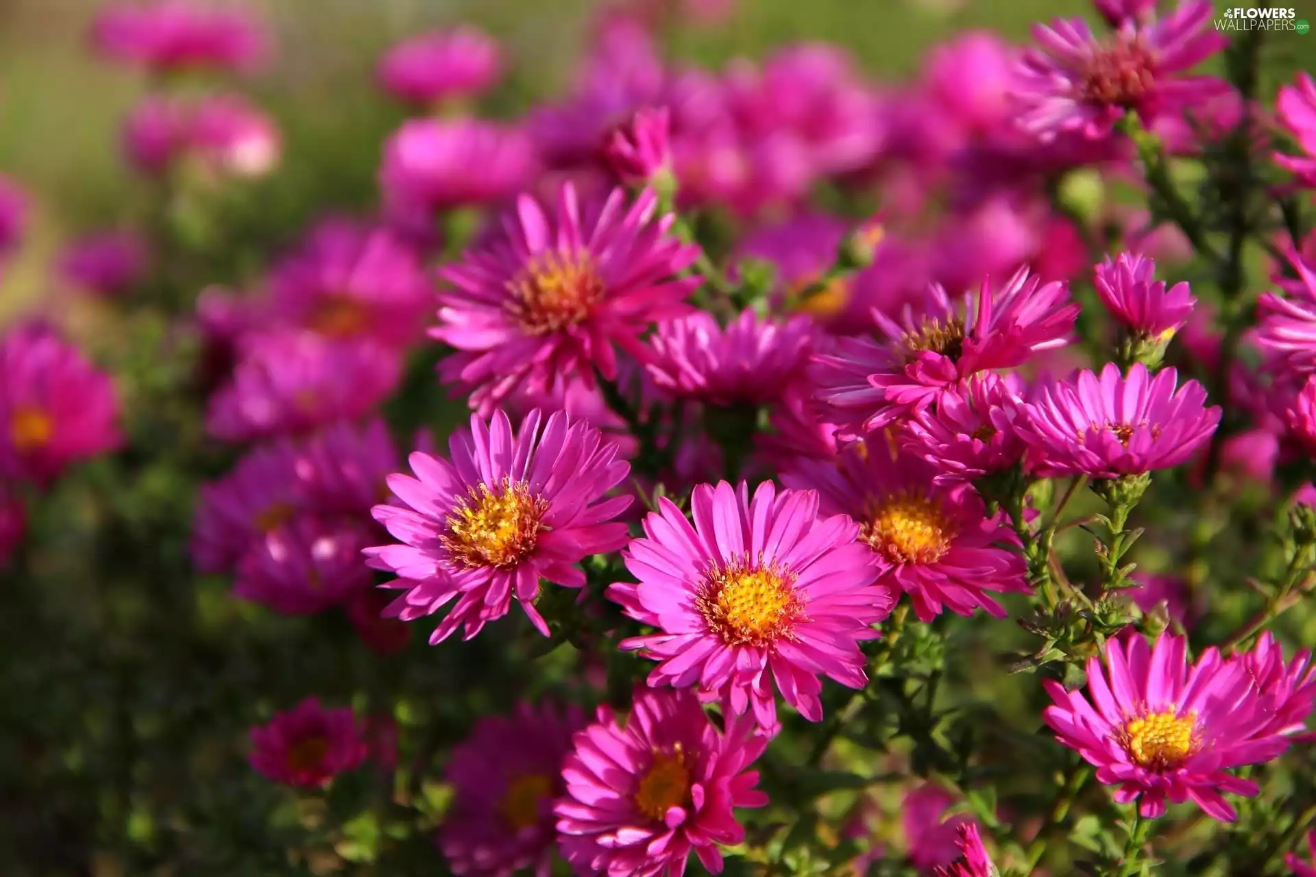 Astra, Flowers, Pink