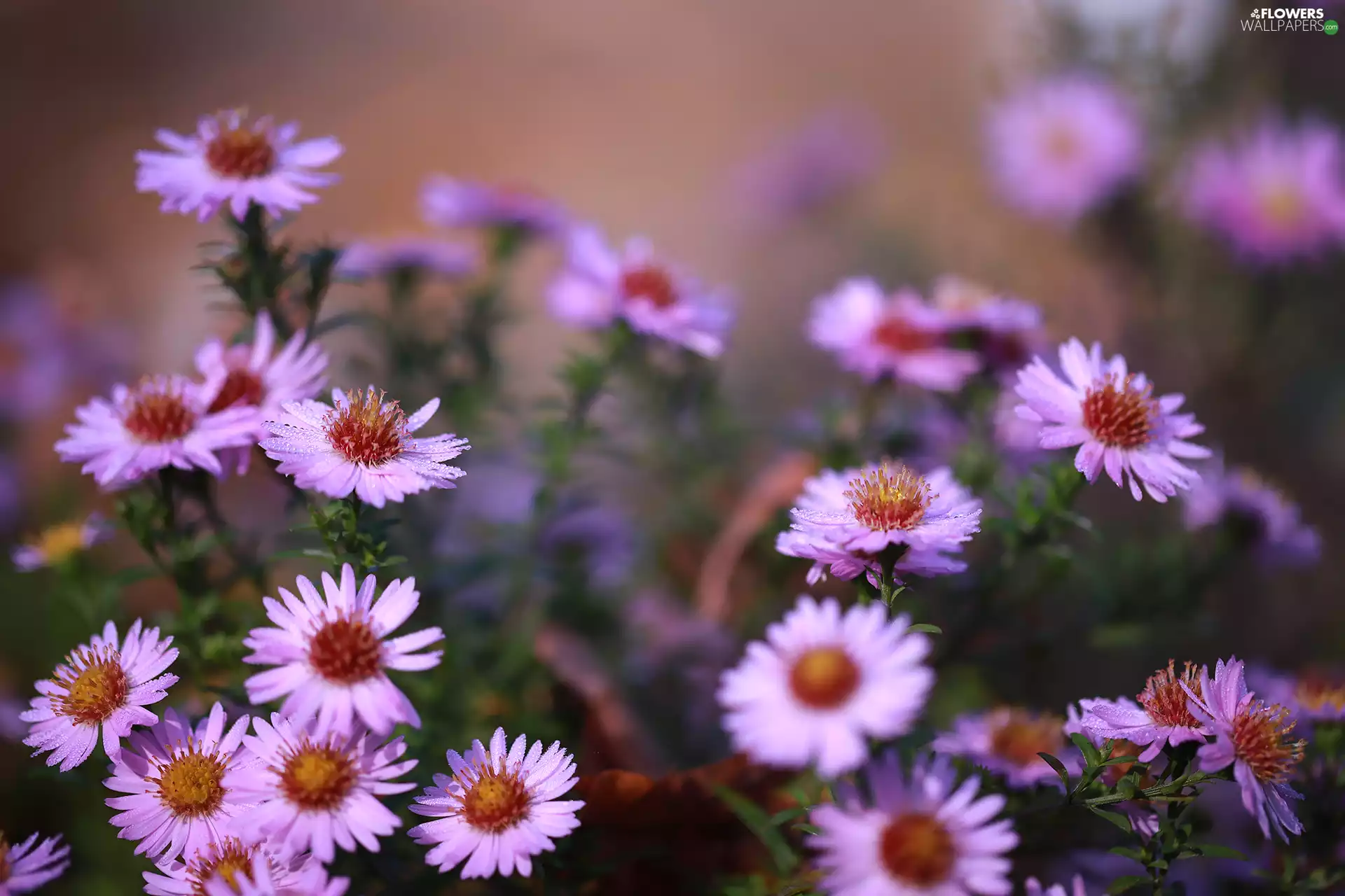 Pink, change, Flowers, Astra