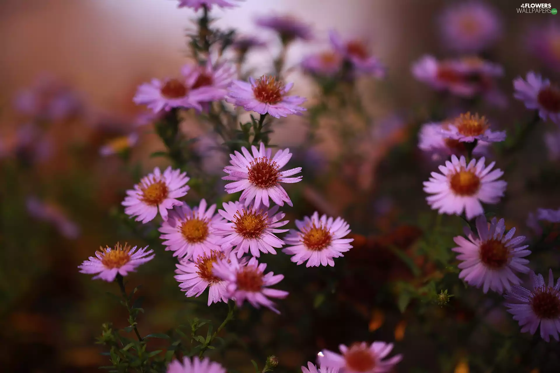 Pink, change, Flowers, Astra