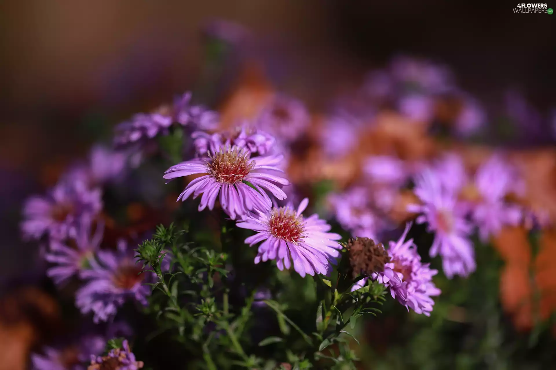 Pink, rapprochement, Flowers, Astra