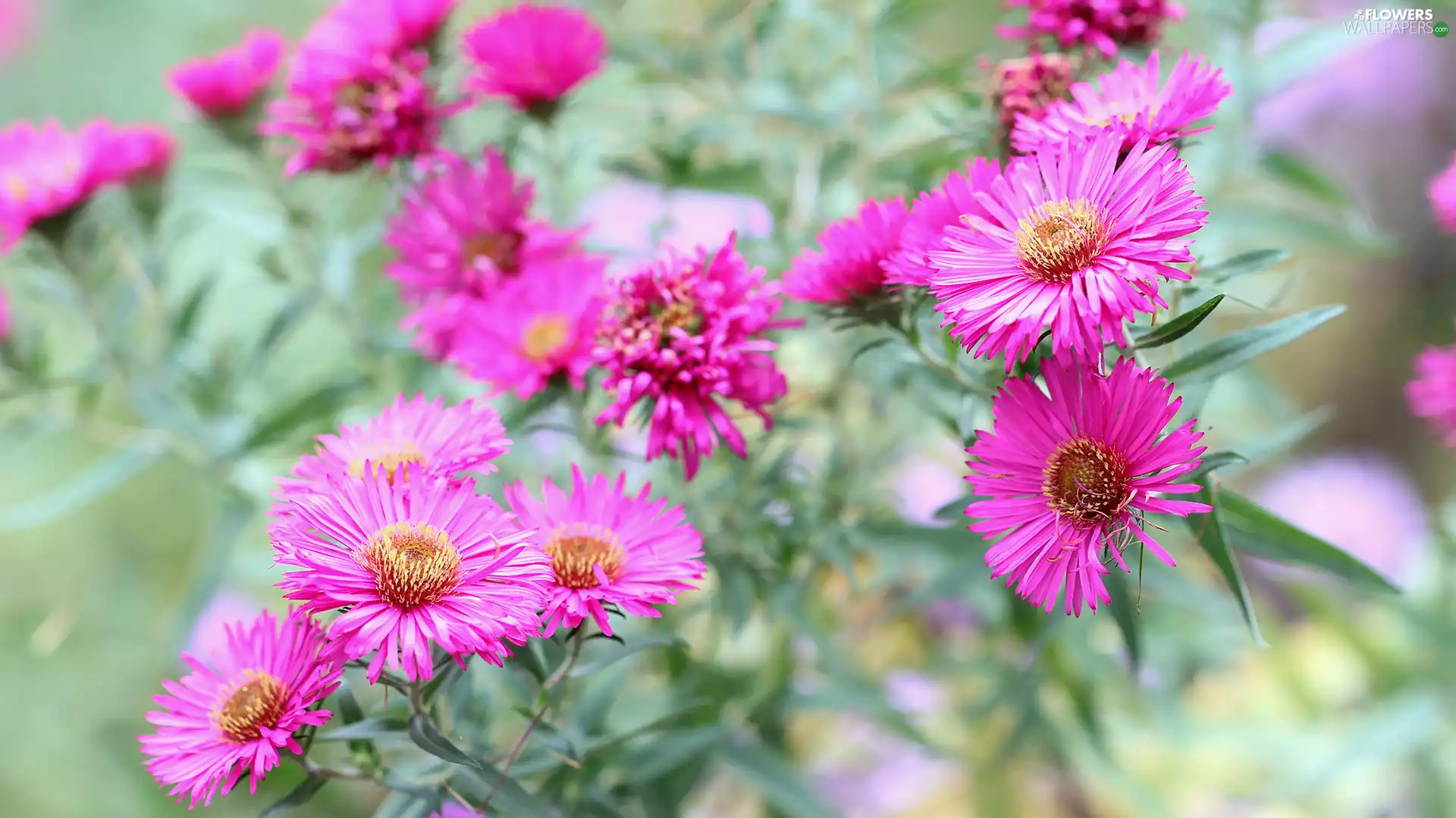 Astra, Flowers, Pink