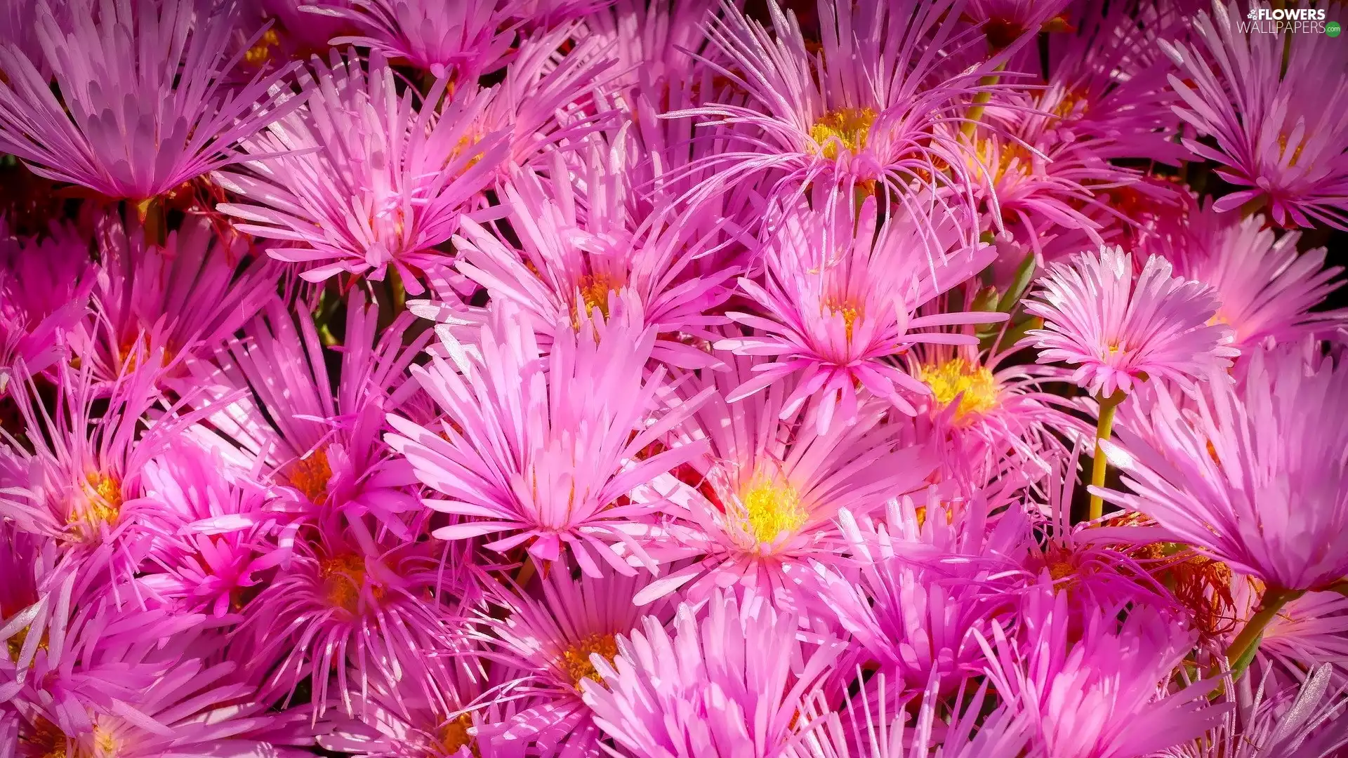 Pink, Flowers, rapprochement, Astra