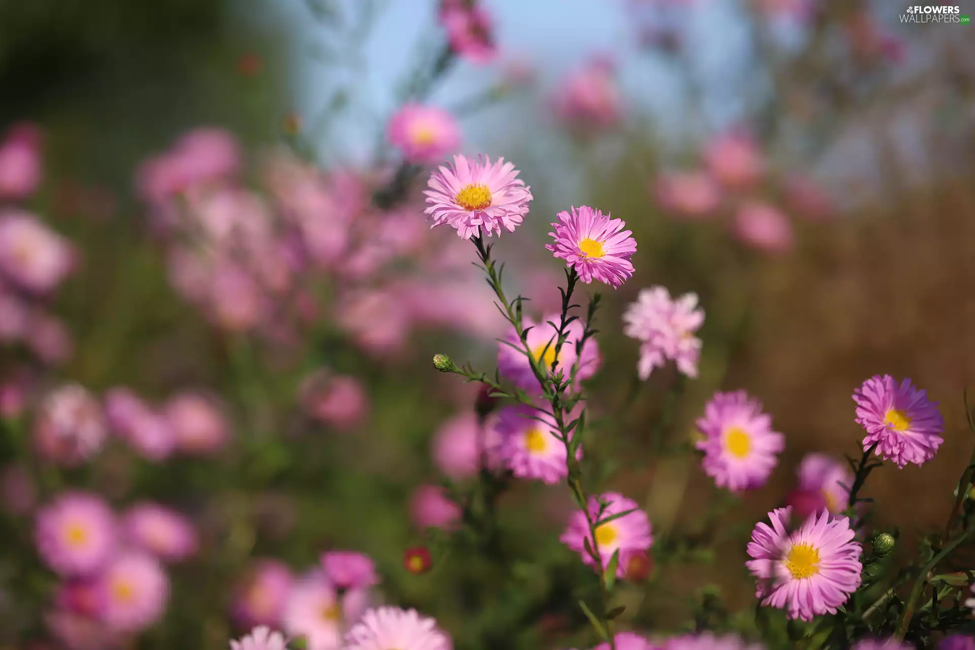 Pink, Flowers, rapprochement, Astra