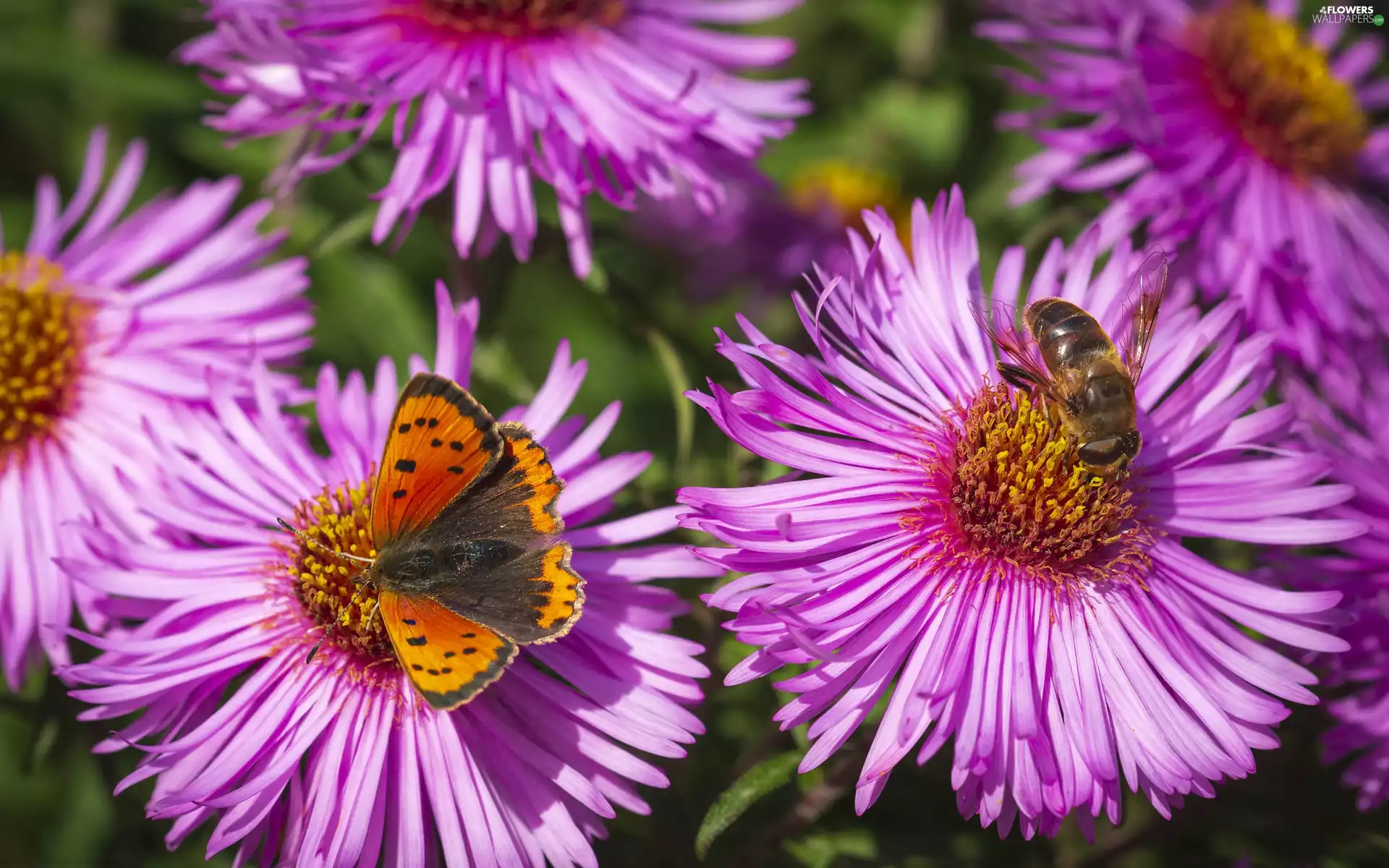 purple, bee, butterfly, Astra