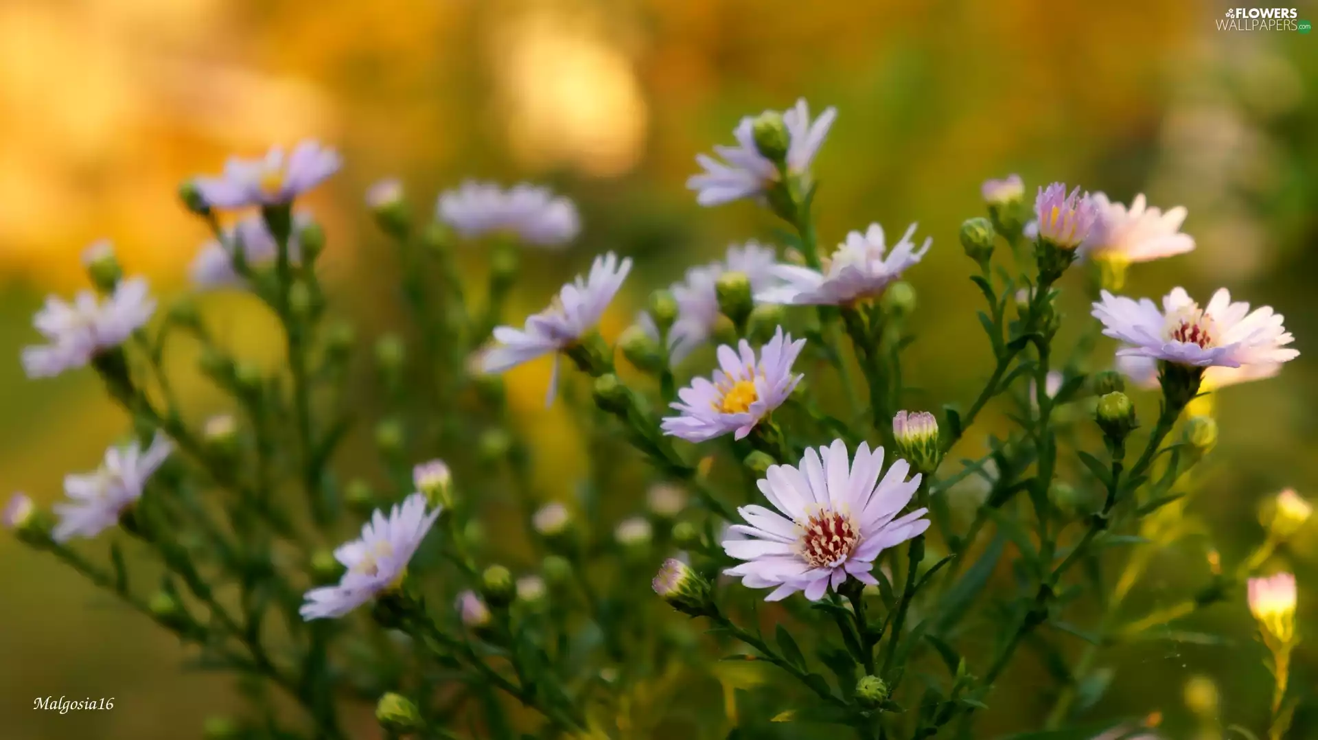 Astra, flourishing, purple