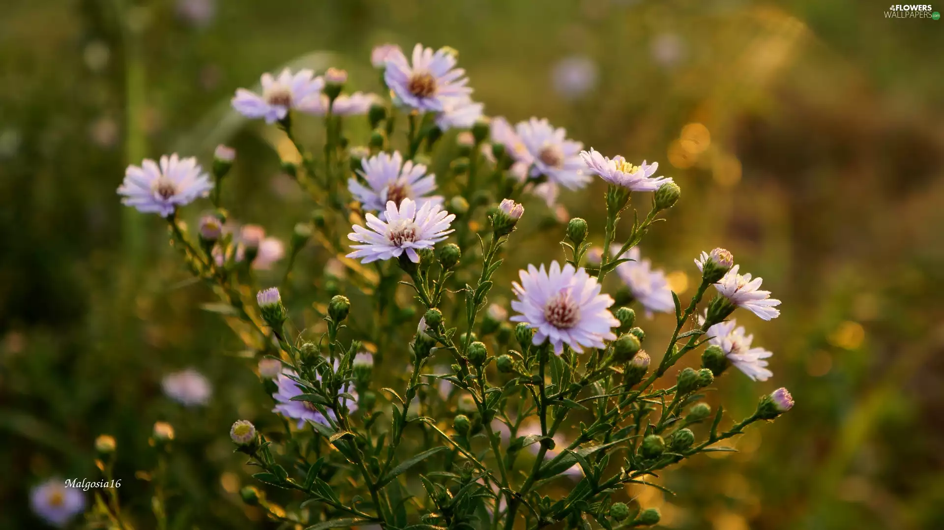Astra, flourishing, purple