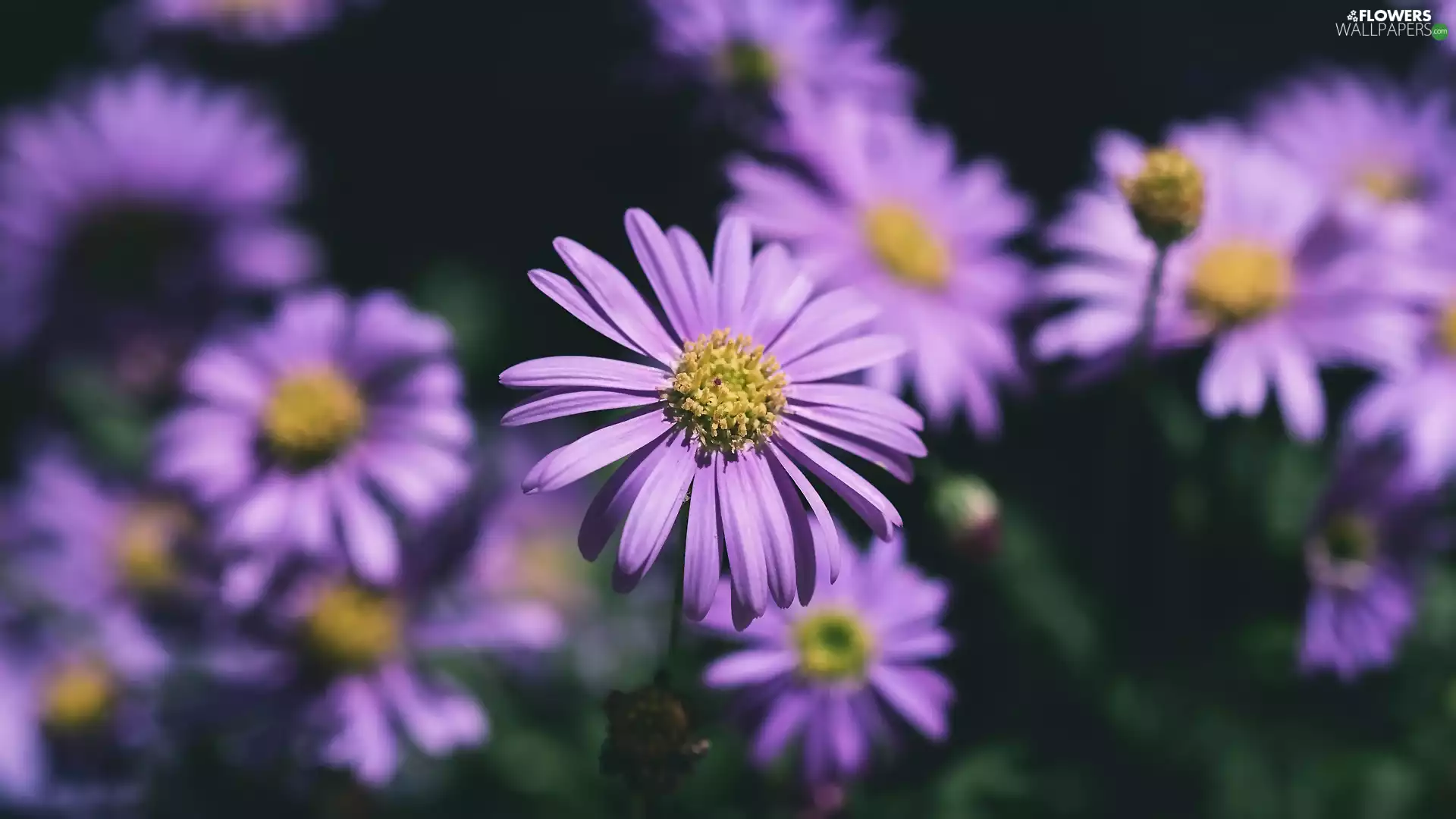 purple, Flowers, rapprochement, Astra