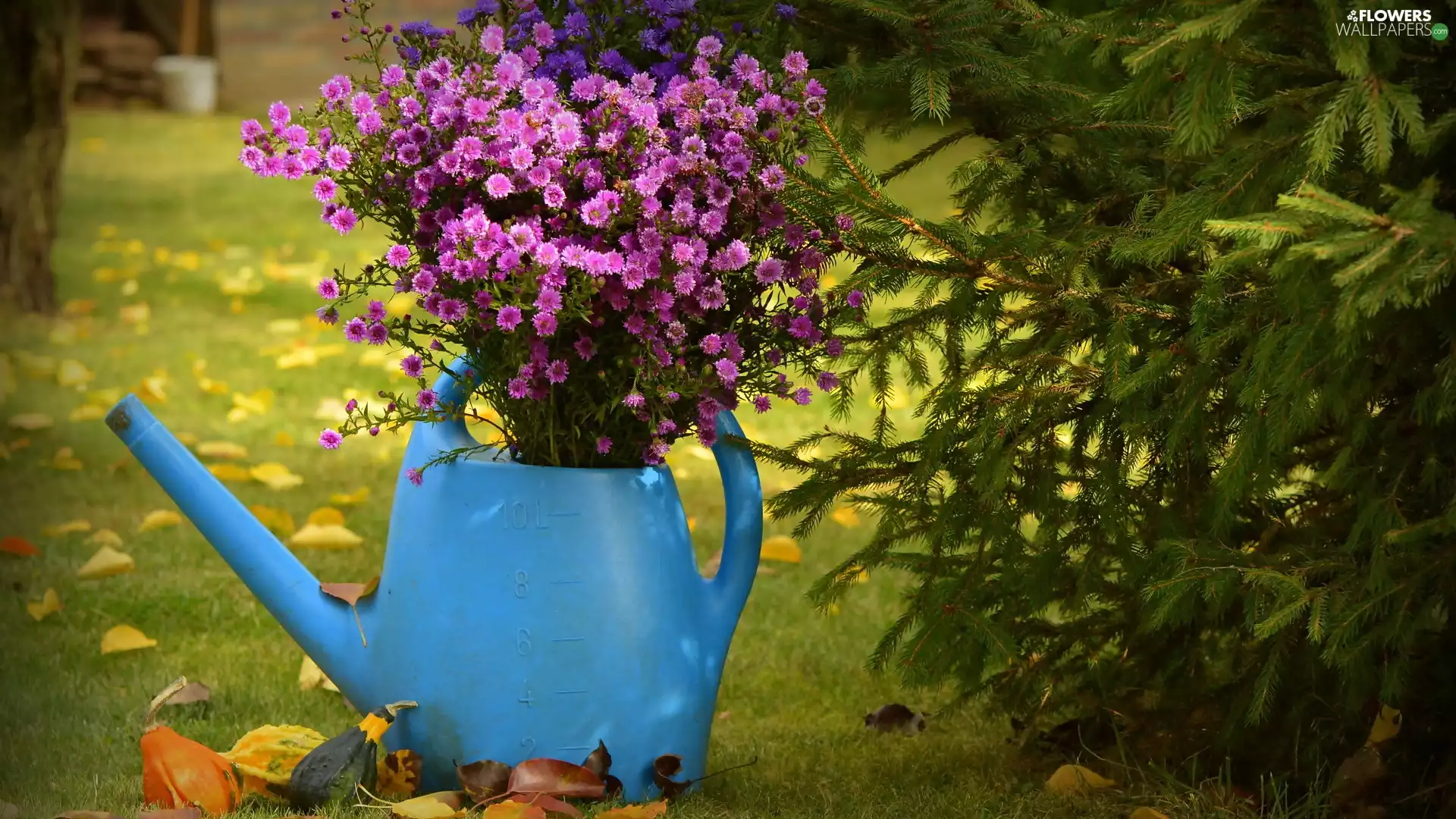 Flowers, Astra, watering can, bouquet