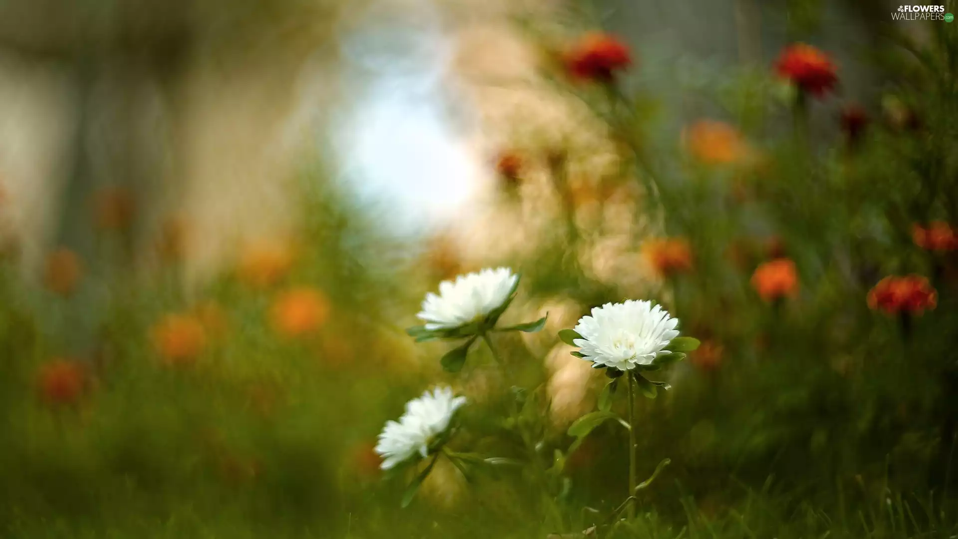 Astra, Flowers, White