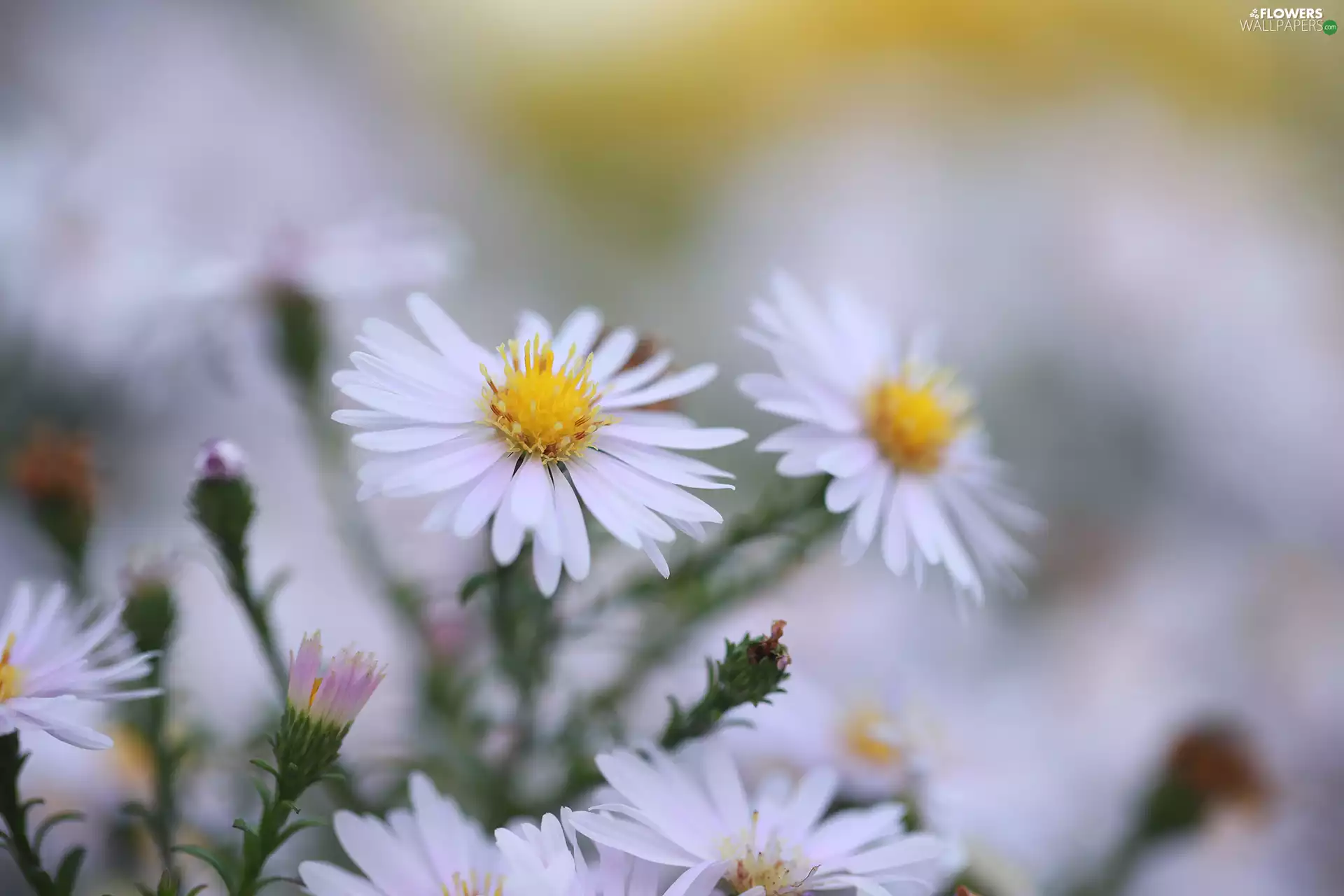 White, Flowers, rapprochement, Astra