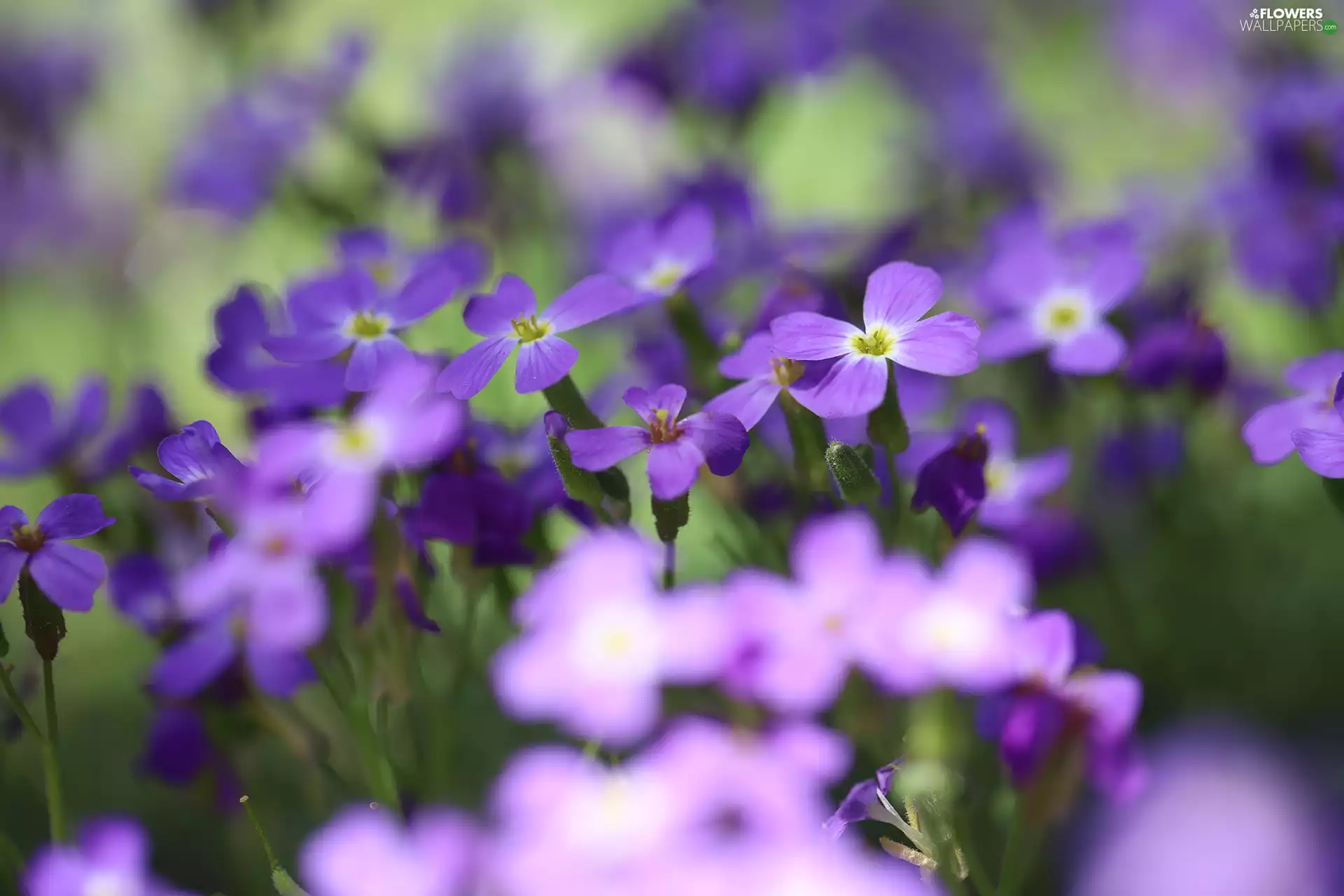 Aubrieta, purple, Flowers