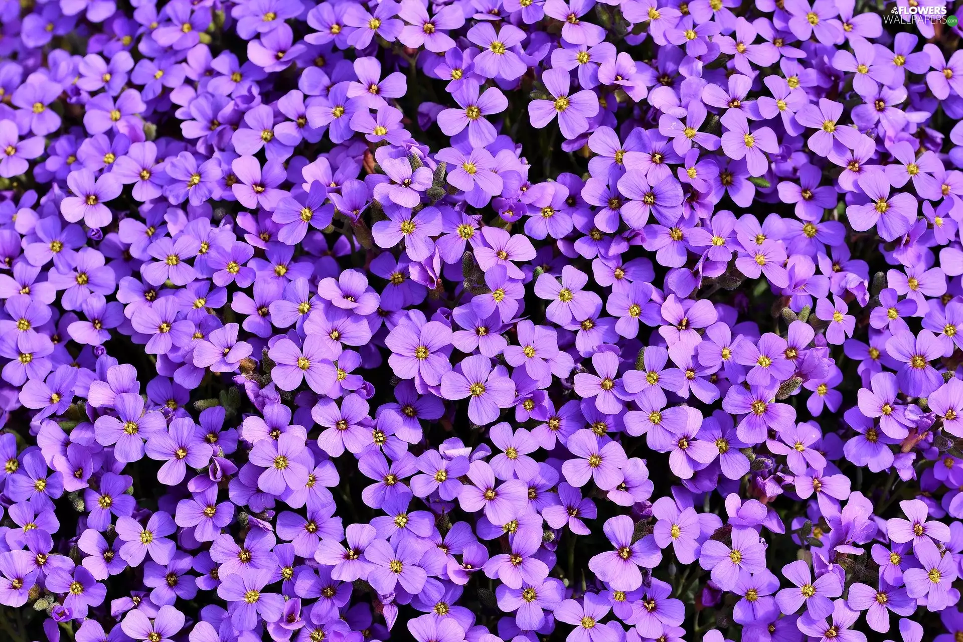 Aubrieta, Flowers, Violet