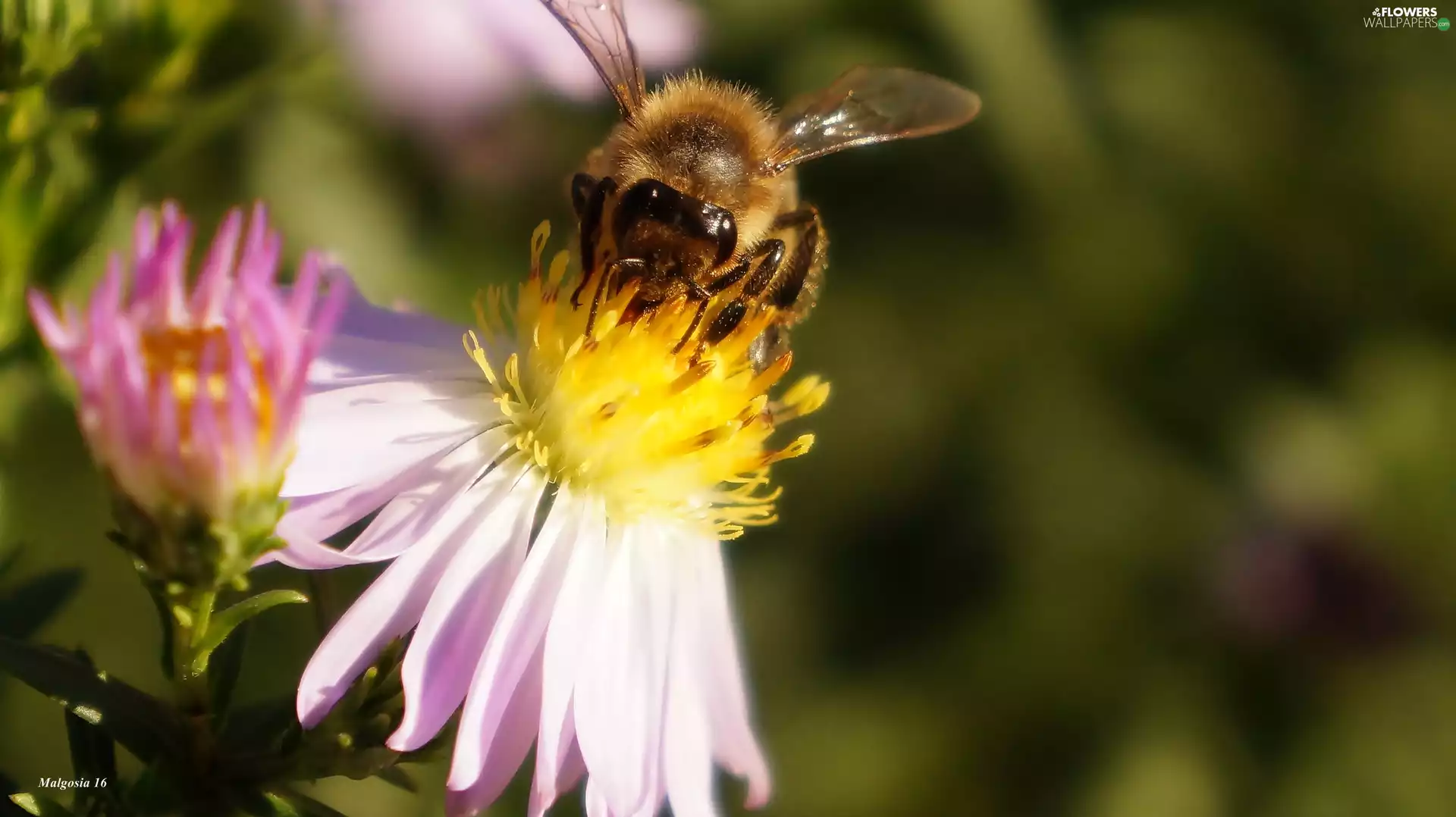 bee, Astra, Astra autumn
