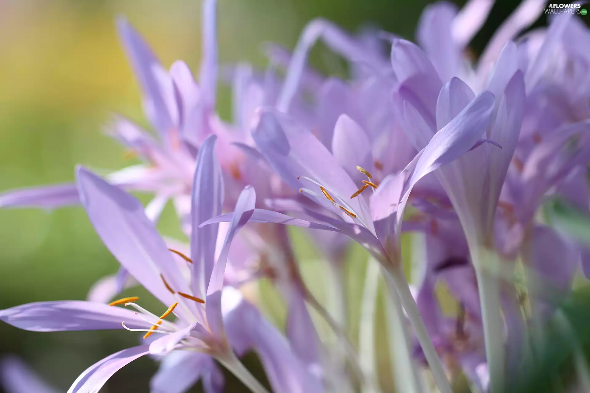 colchicums, crocuses, Flowers, Autumn