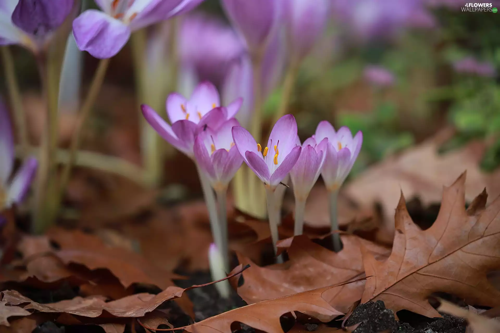 colchicums, crocuses, Leaf, Autumn