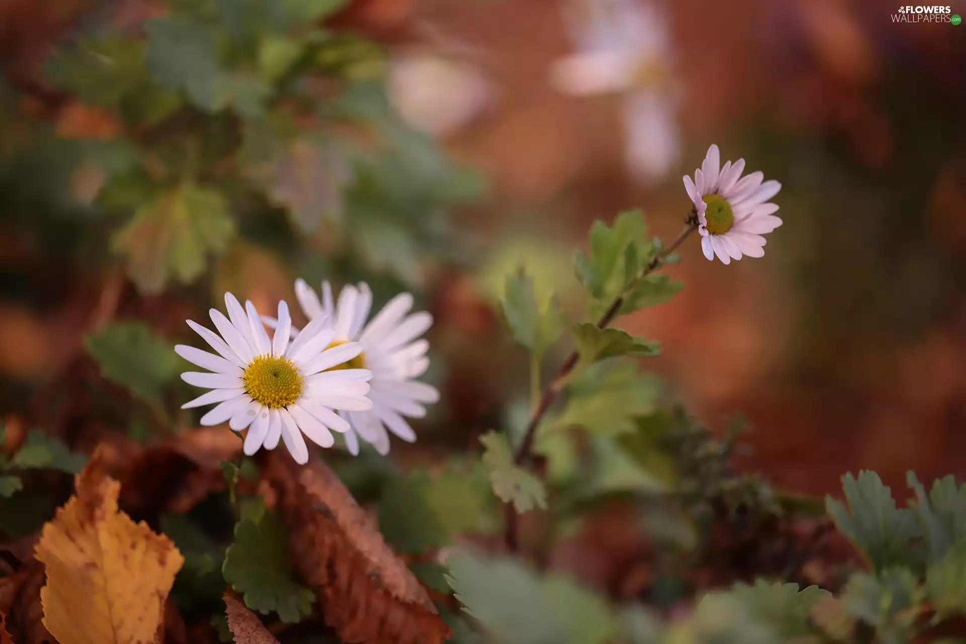 Colourfull Flowers, Aster, Autumn