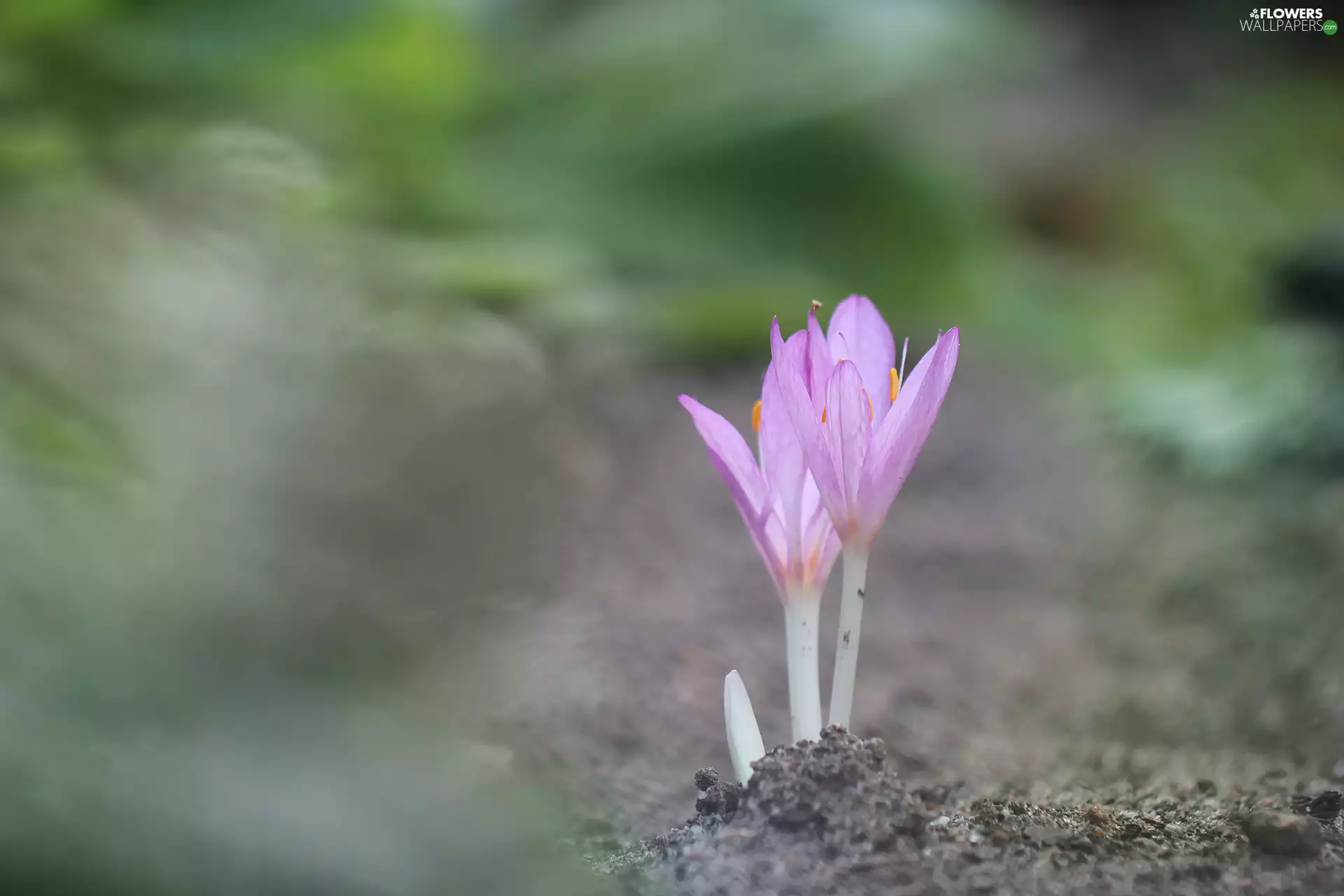 Autumn, colchicums, crocuses
