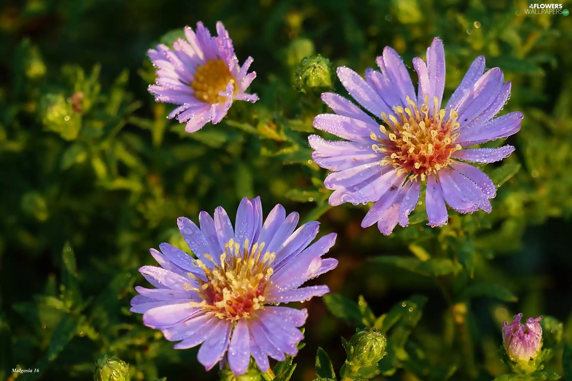 dew, Astra, Astra autumn