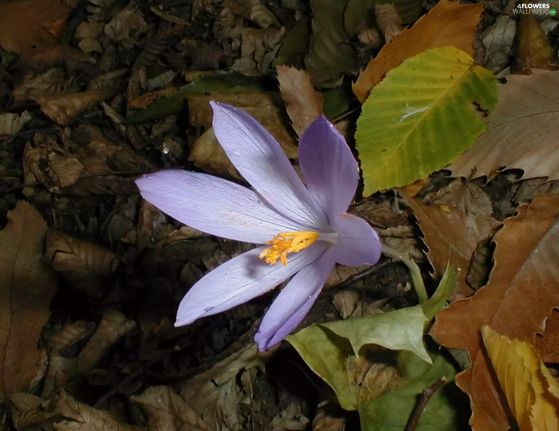 Autumn, Colourfull Flowers