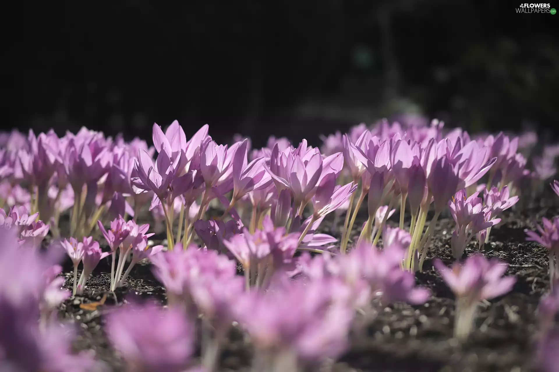 Autumn Crocus, Flowers