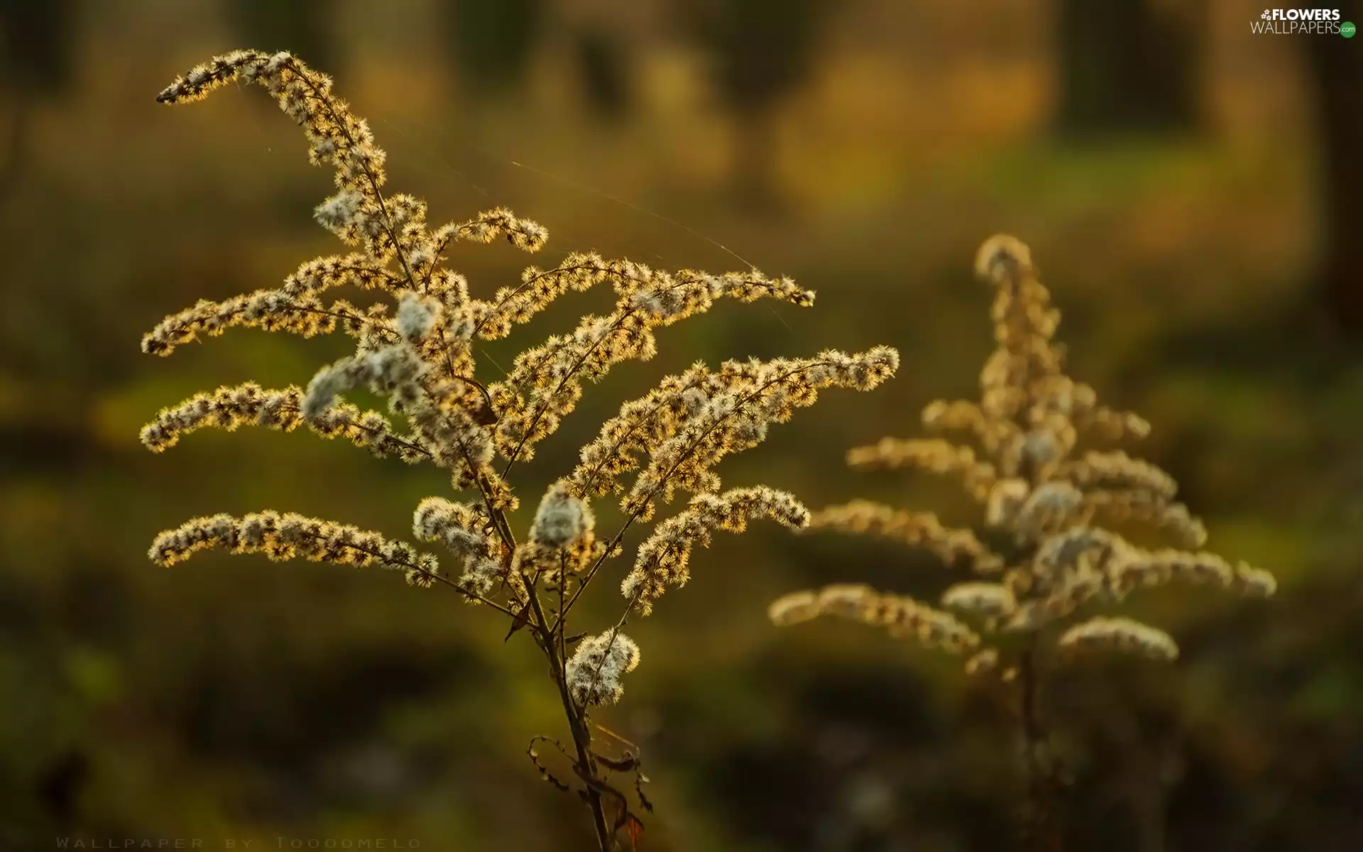 autumn, European Goldenrod