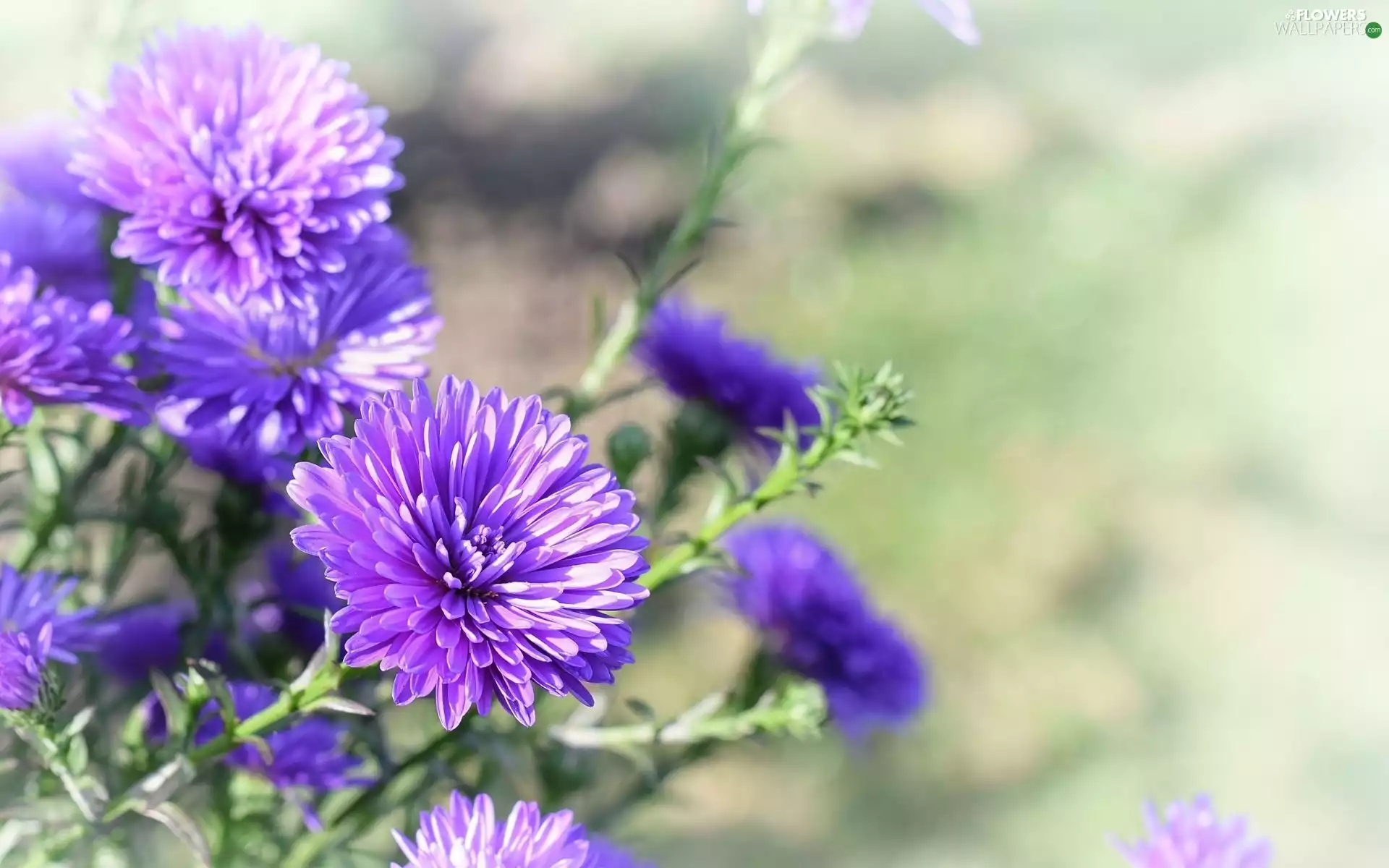 purple, Flowers, Aster, Autumn