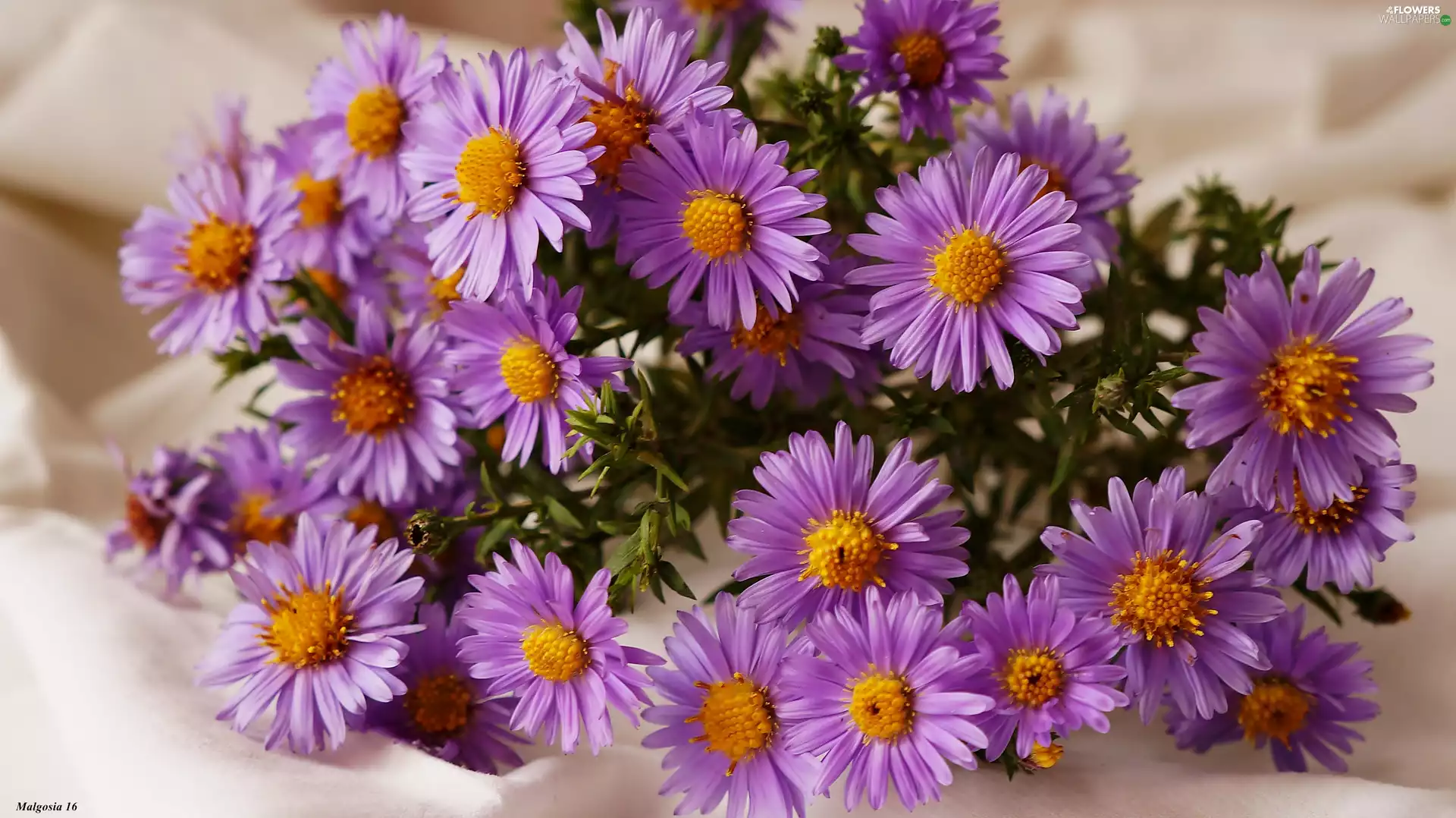 purple, Astra, Astra autumn