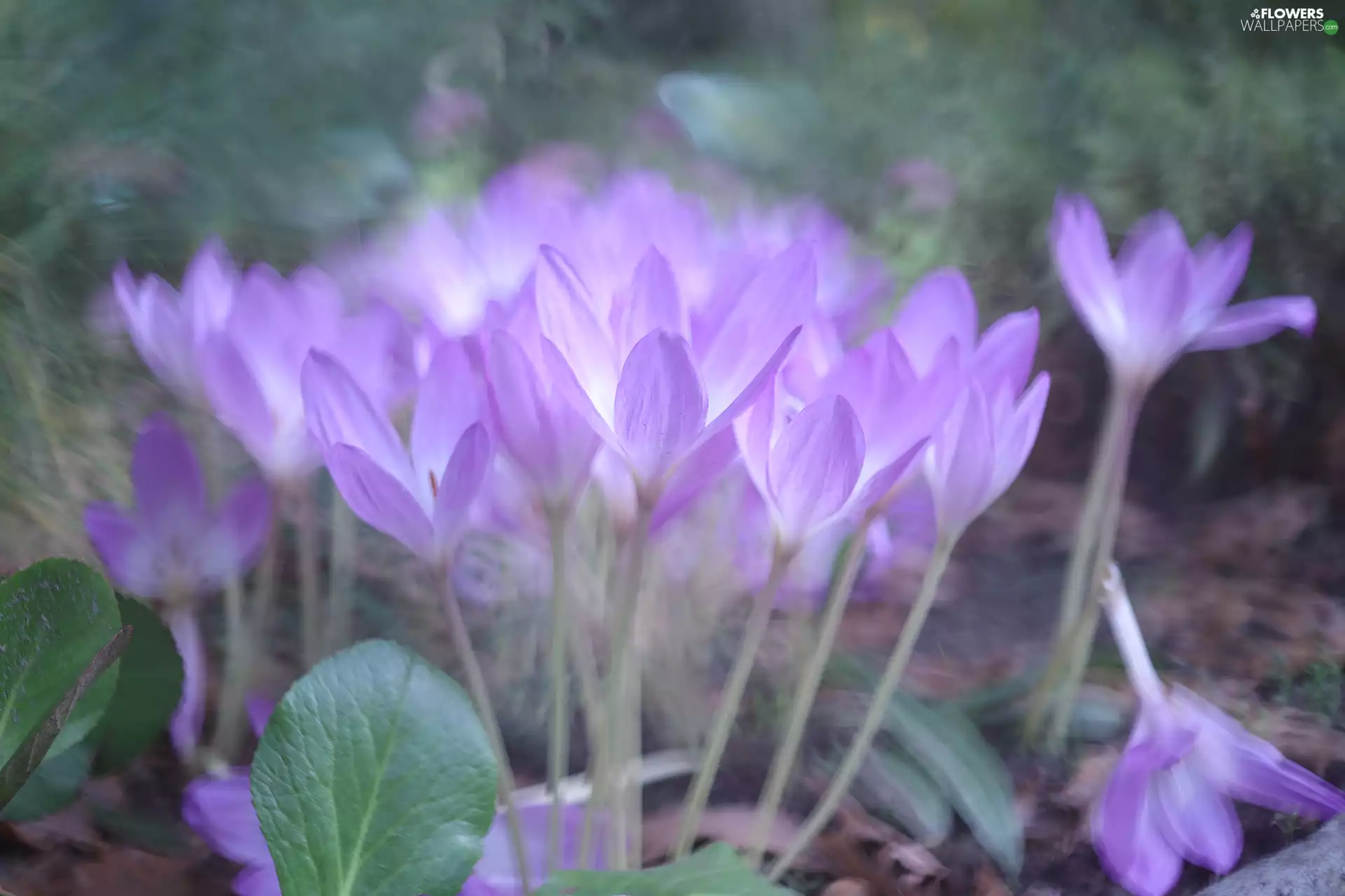 crocuses, Flowers, colchicums, Autumn, Light Purple