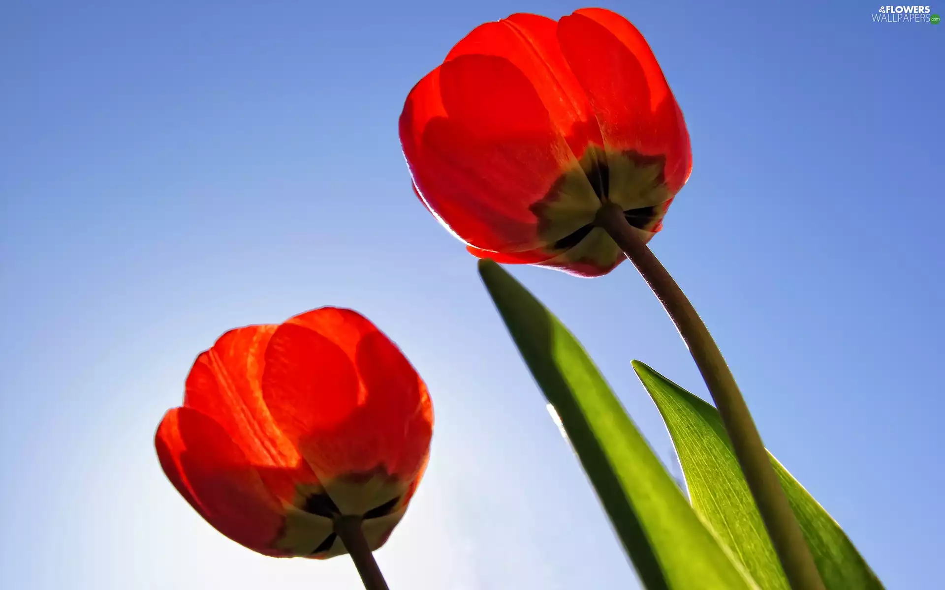 azure, Heaven, Red, Tulips, Two cars