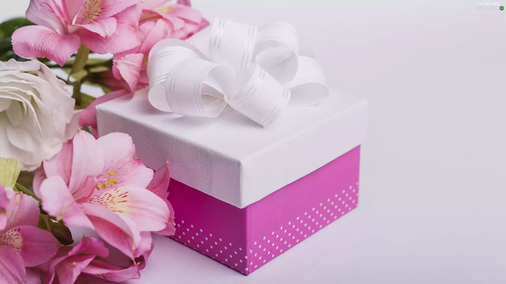 Bright, background, Alstroemeria, Present, Flowers