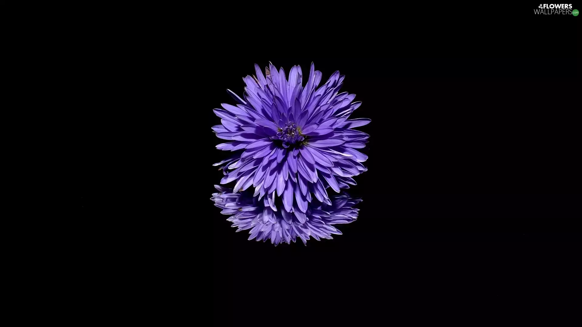 Colourfull Flowers, Dark Background, reflection, Aster