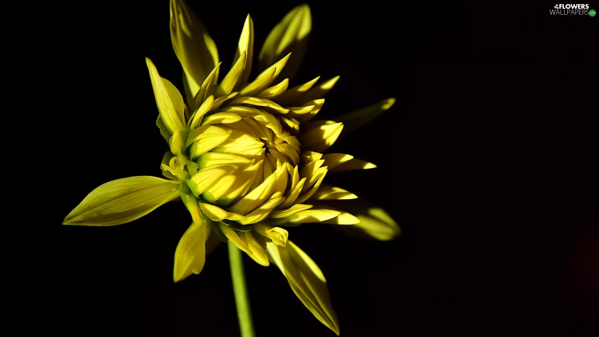 Dalia, Blooming, Black, background, bud, Yellow Honda