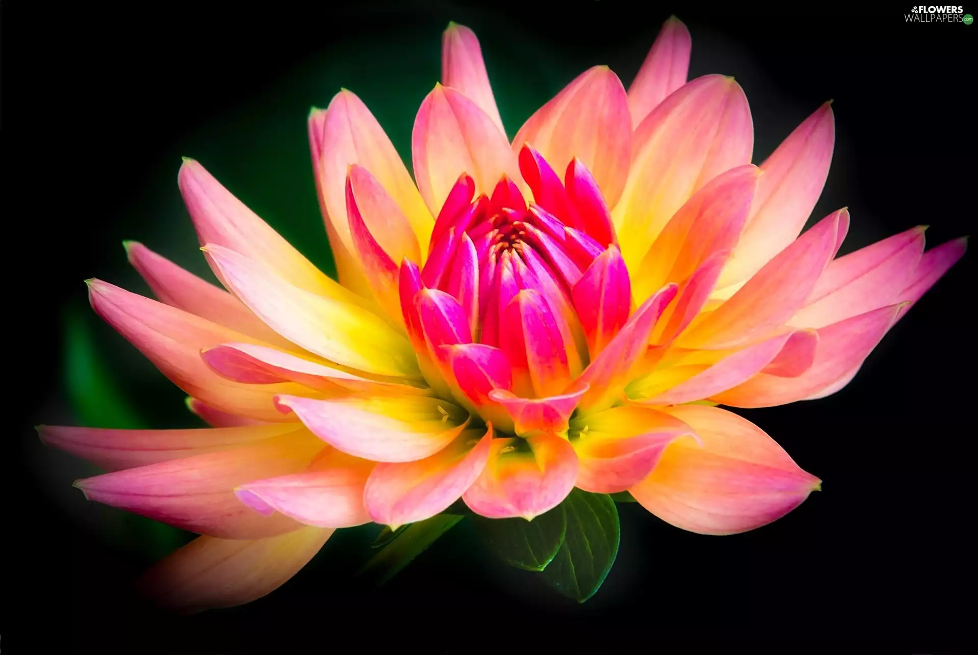 background, Dalia, Black
