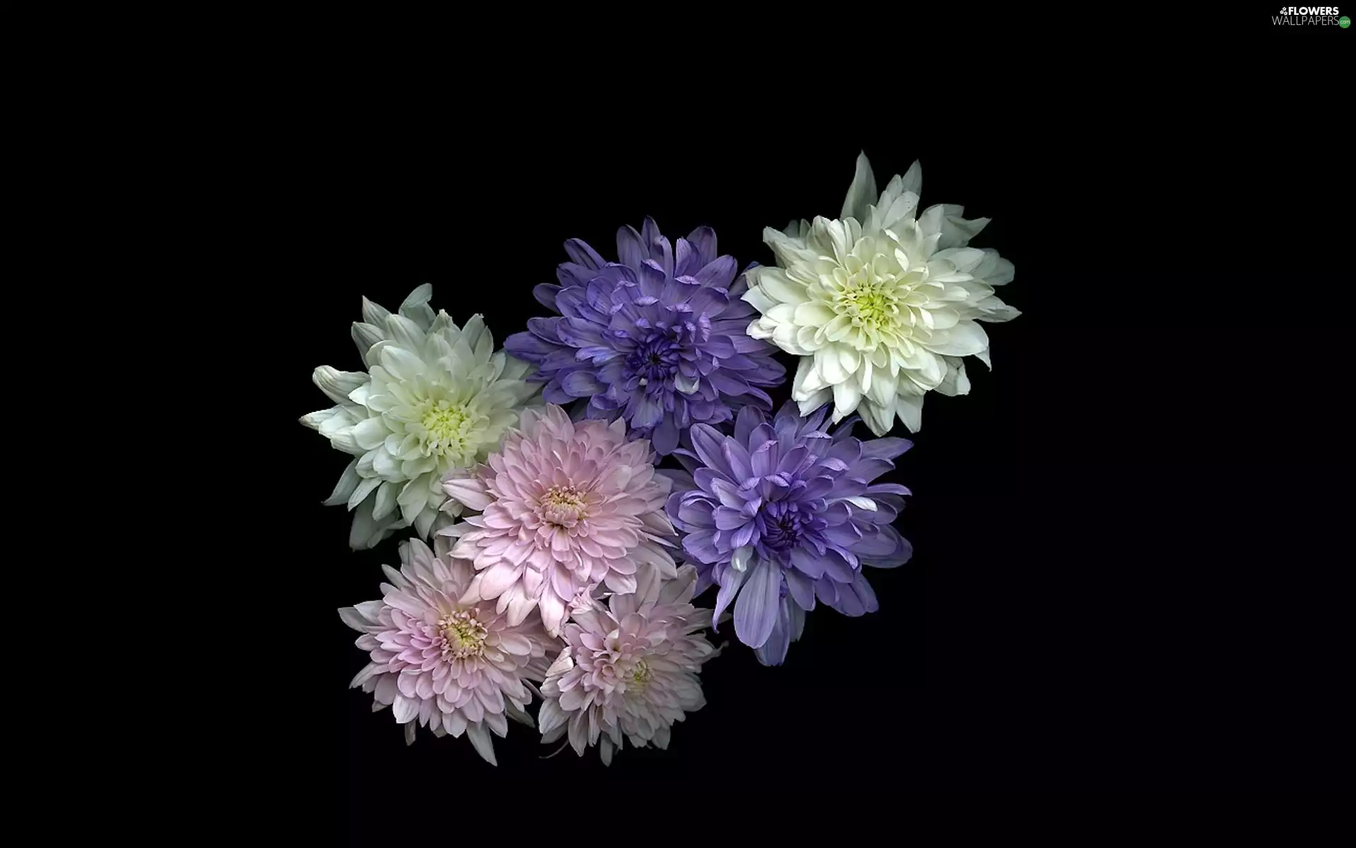 background, dahlias, Black