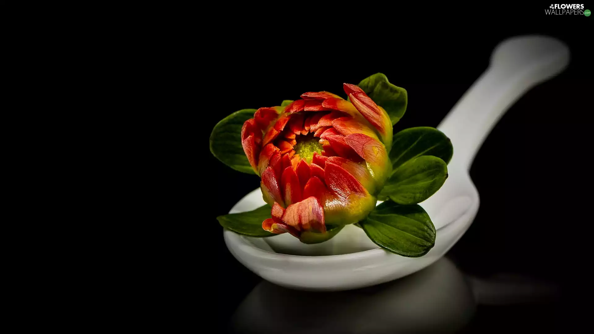 bucket, Dalia, Black, bud, Colourfull Flowers, reflection, background