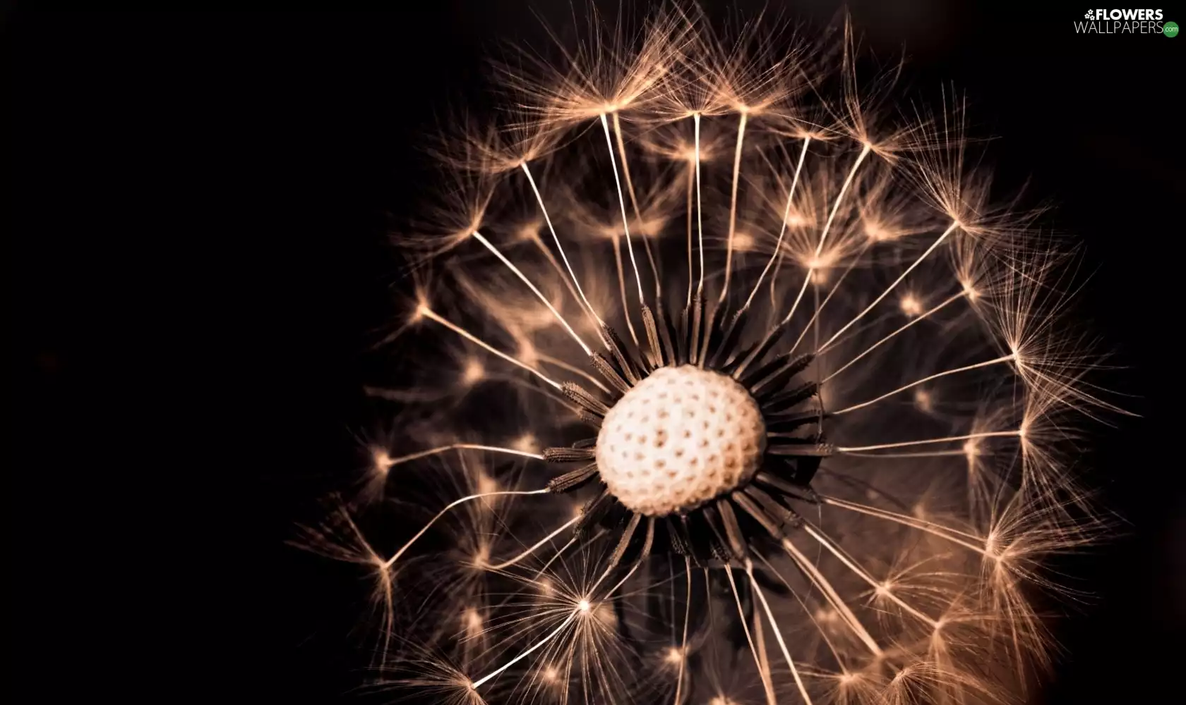 background, dandelion, Black