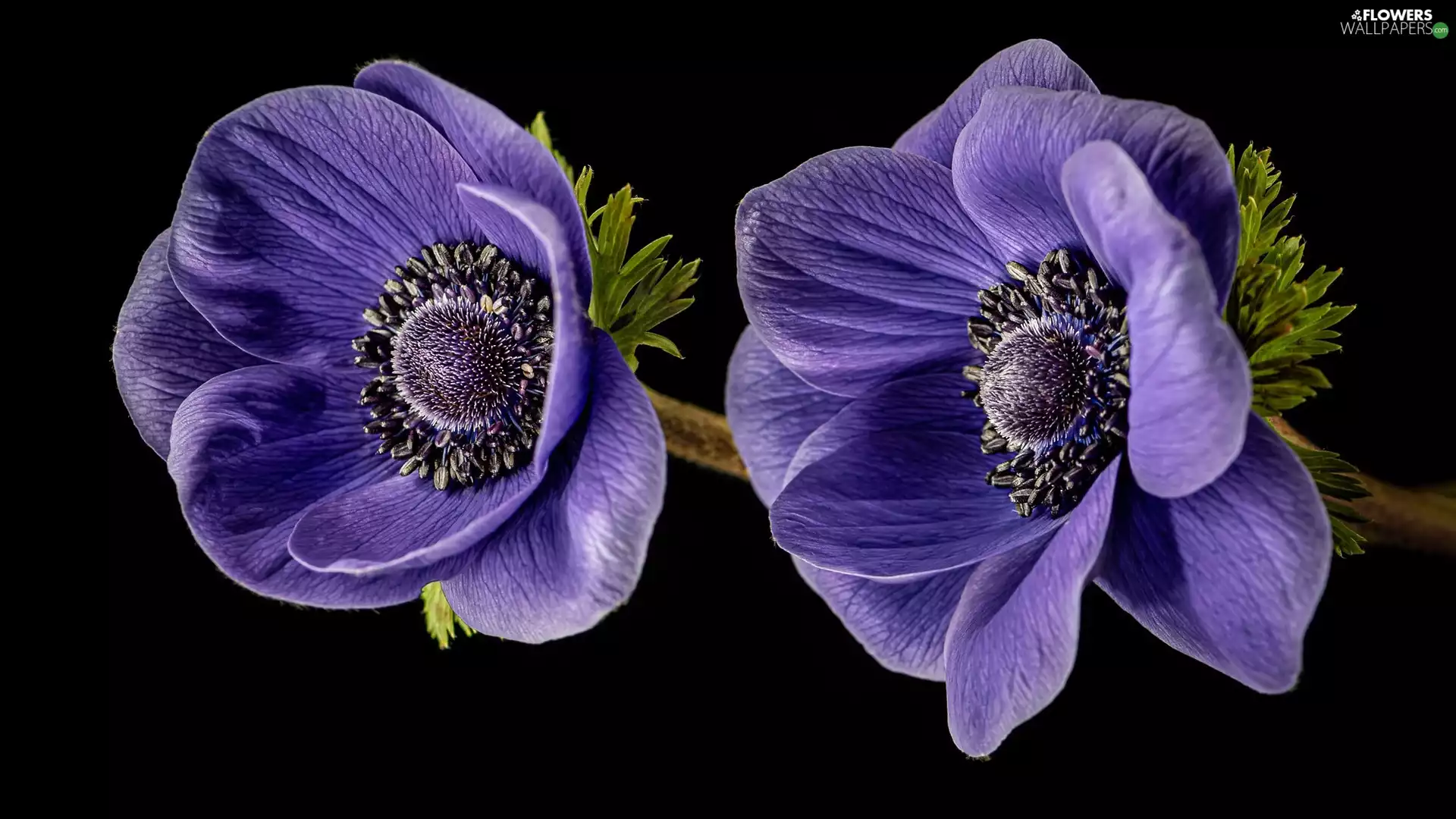 purple, Flowers, Black, background, Anemones, Two cars