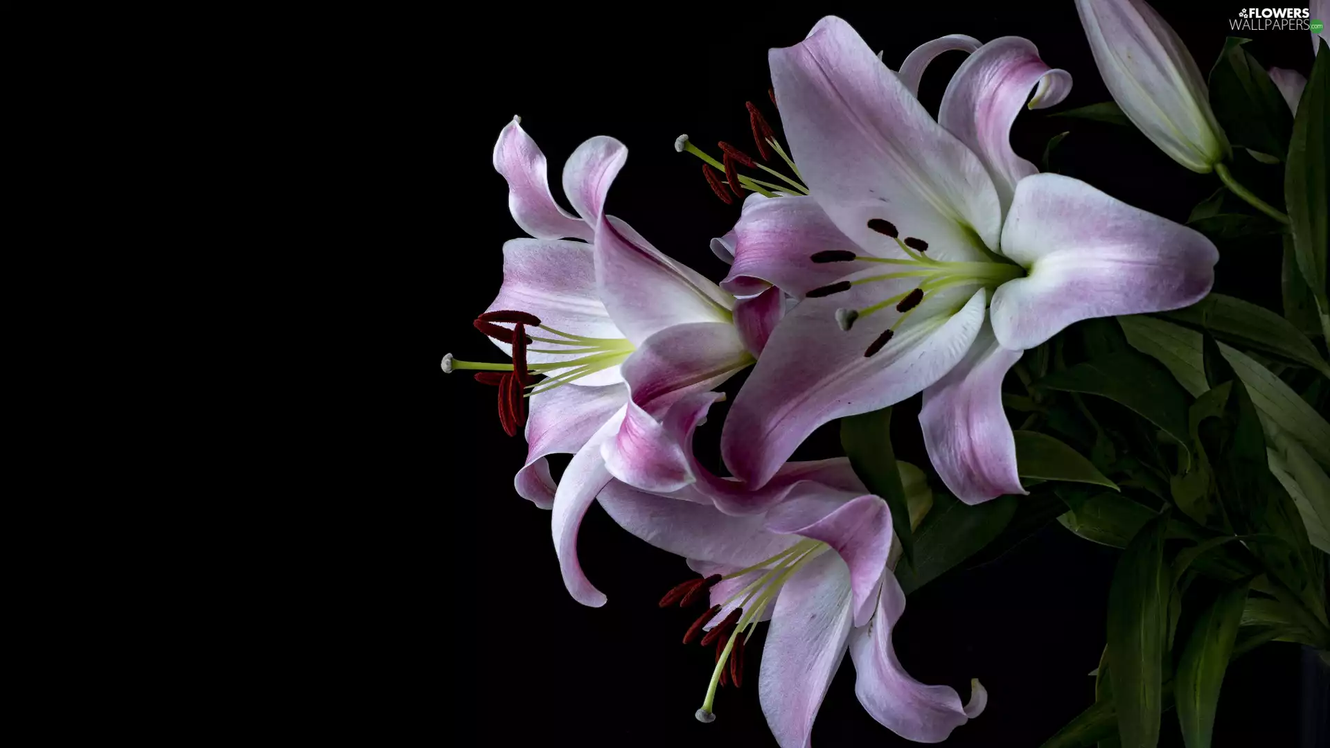 lilies, Flowers, Black, background, Leaf, Purple-White