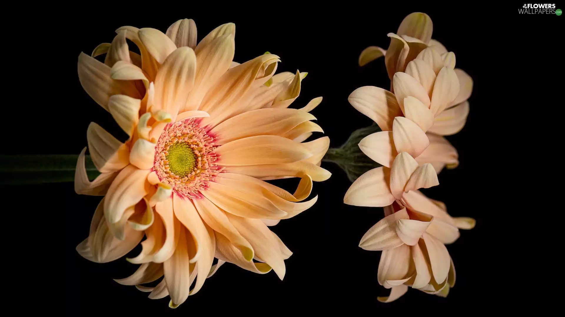 background, gerberas, Black