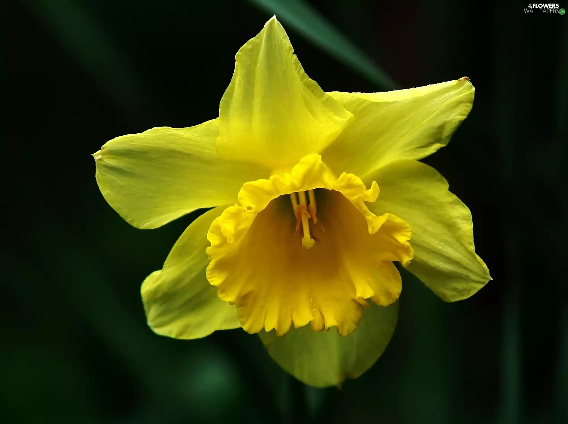 background, jonquil, Black