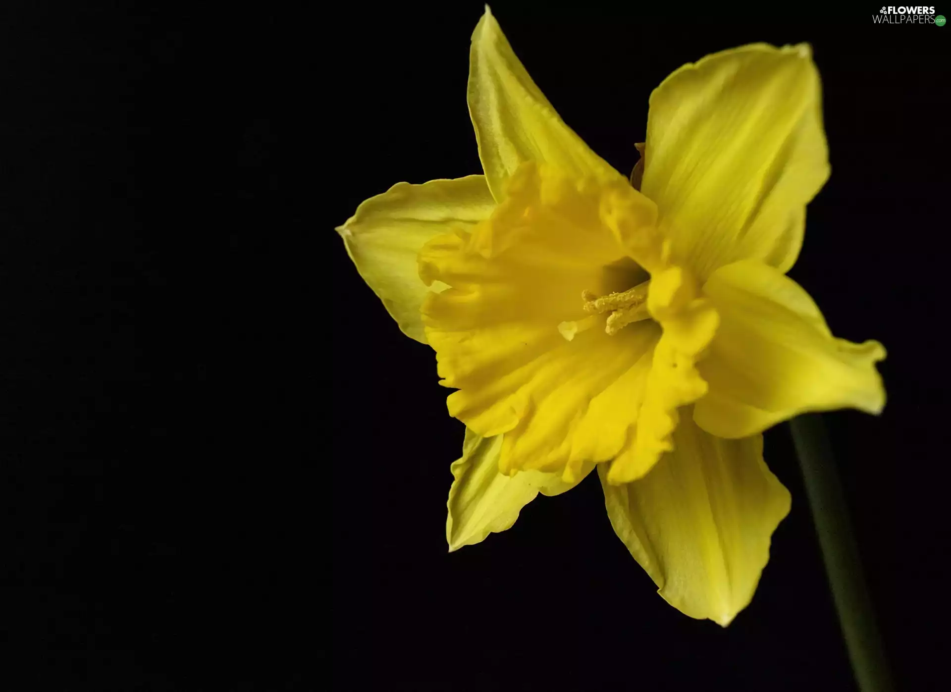 background, jonquil, Black