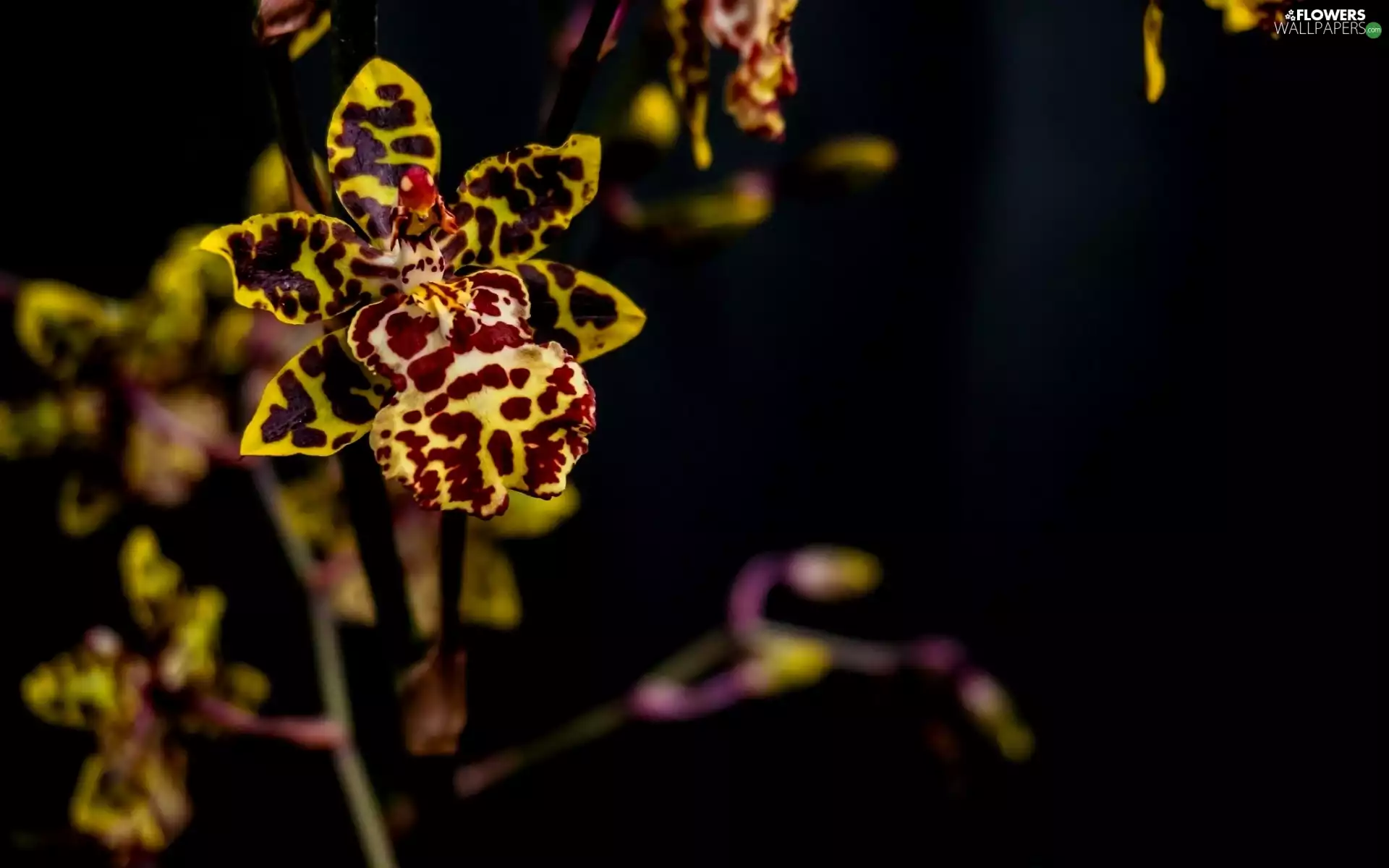 background, orchid, Black