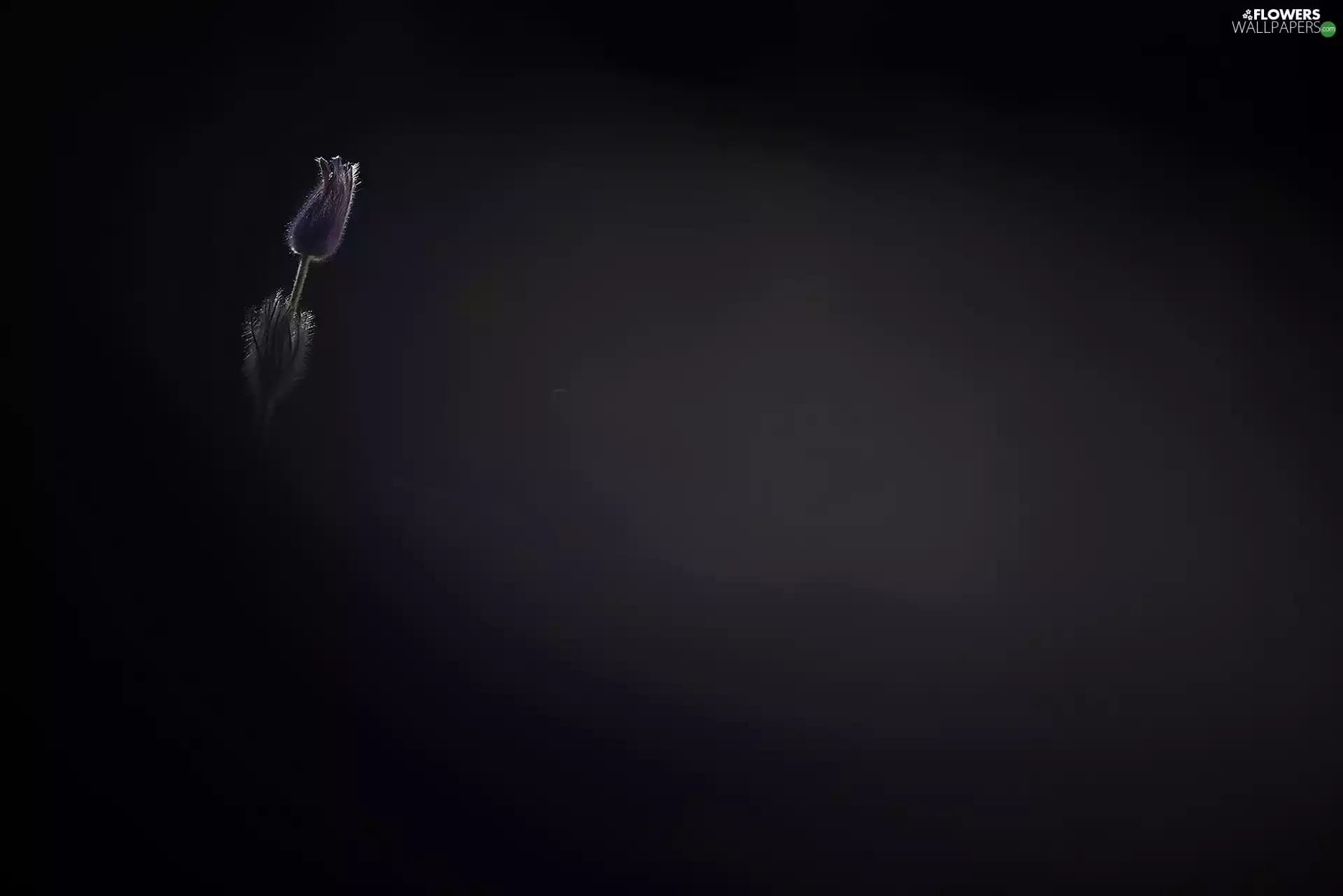 background, pasque, Black